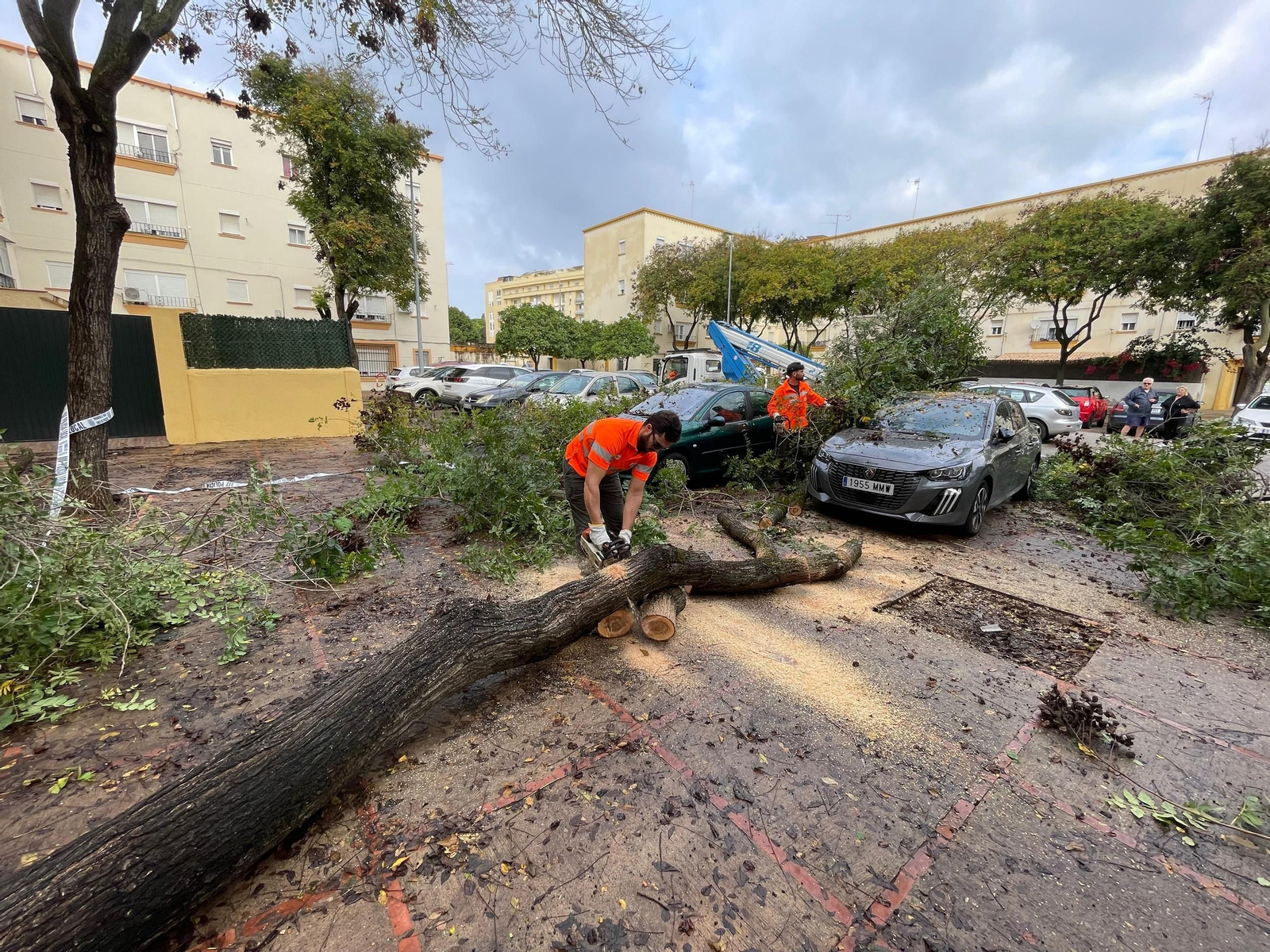 Un árbol de grandes dimensiones cae sobre dos vehículos en La Constancia Un árbol de grandes dimensiones cae sobre dos vehículos en La Constancia