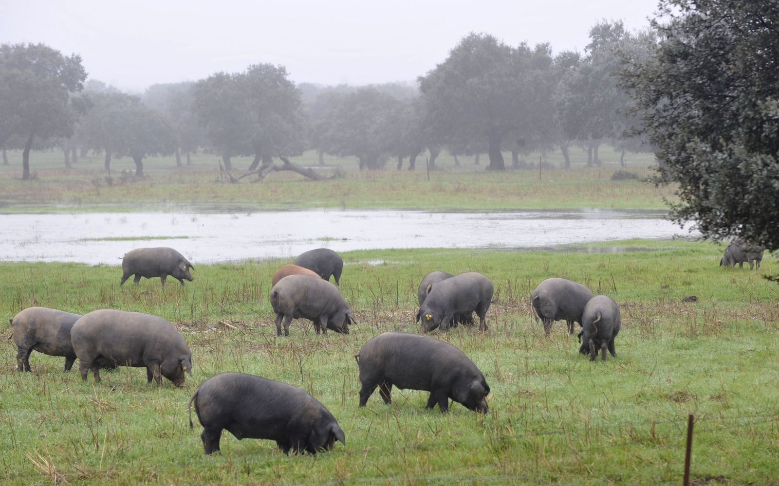 Cochinos en Los Pedroches.
