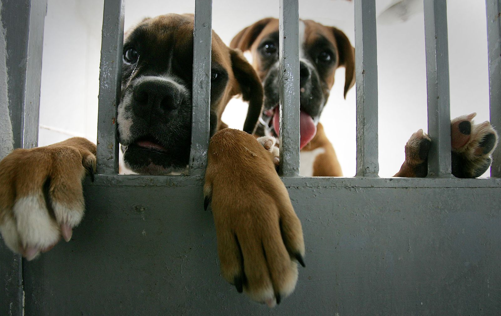Dos perros del Centro Zoosanitario de Málaga, en una imagen de archivo.
