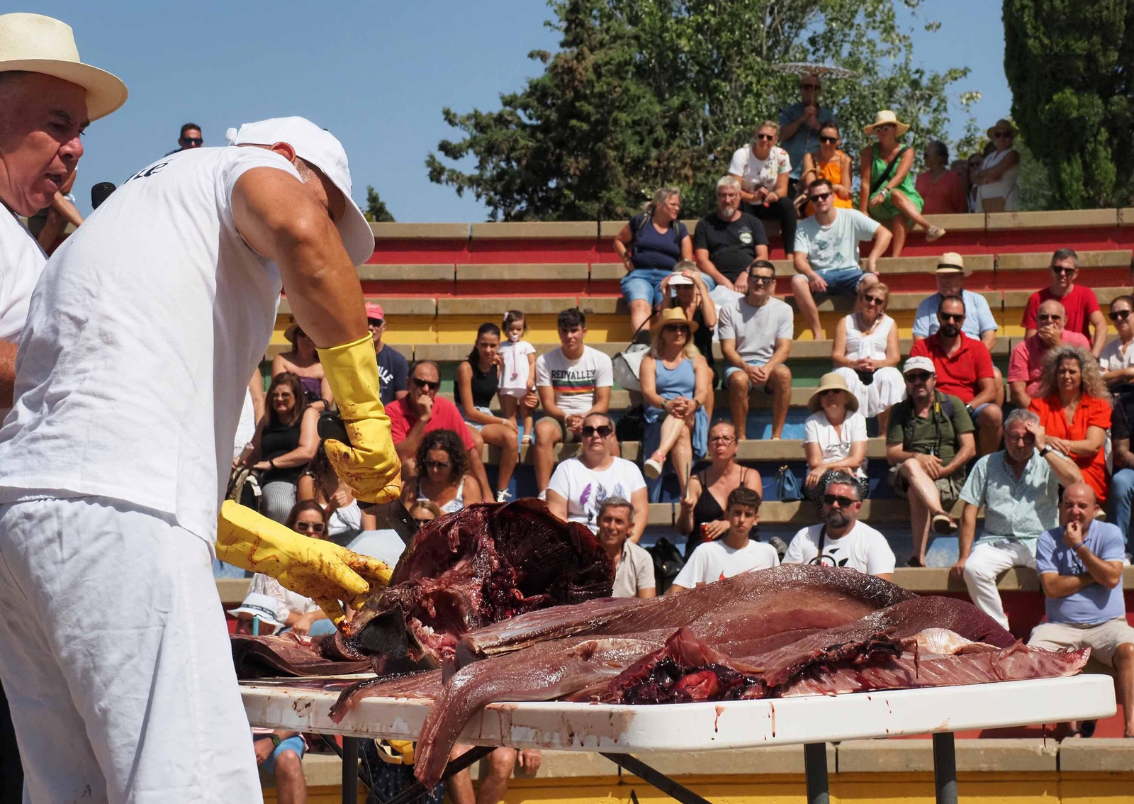 Las espectaculares imágenes del ronqueo de un atún en Isla Cristina