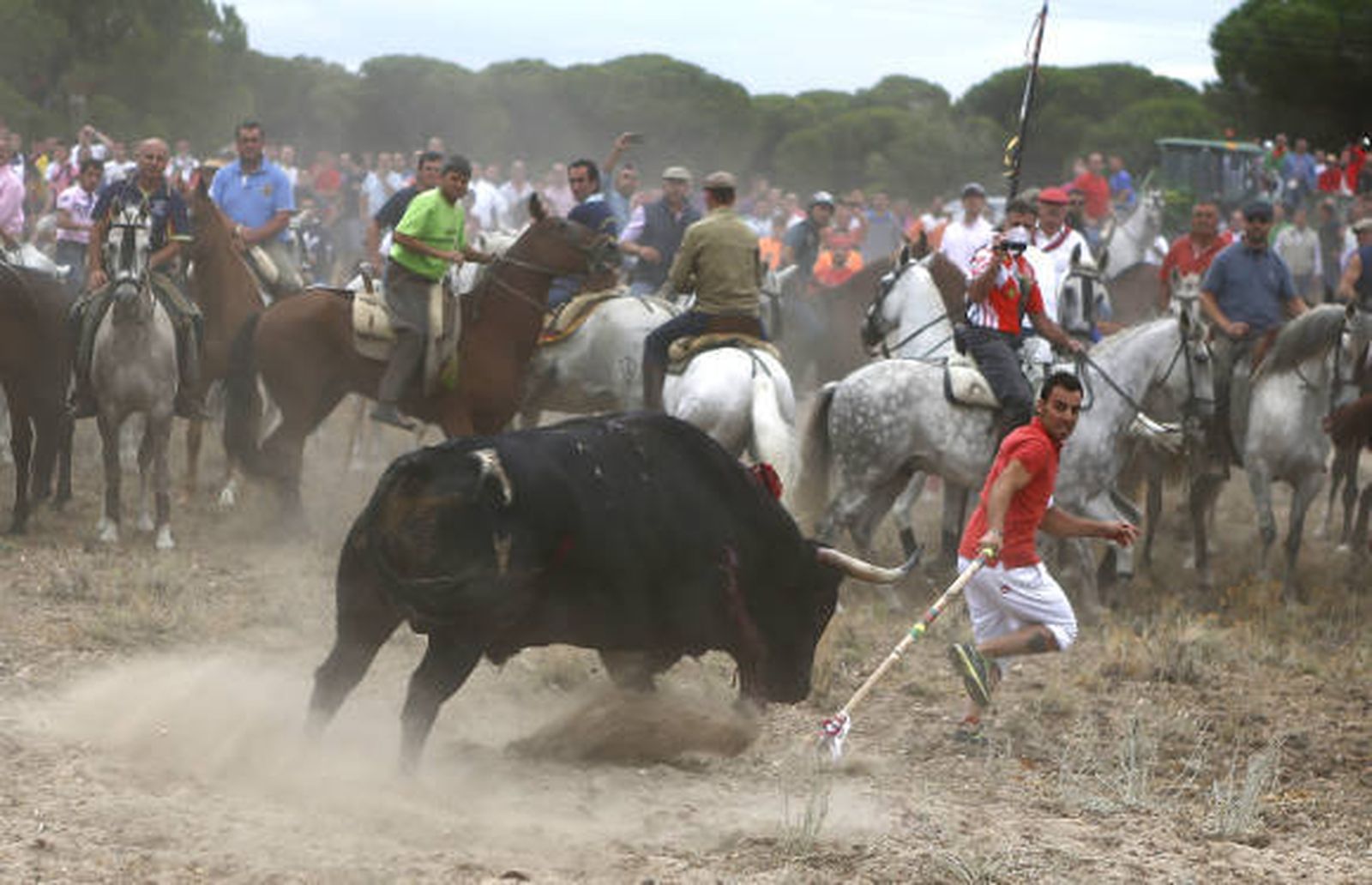 Tordesillas sustituye el Toro de la Vega por el Toro de la Peña, sin lidia ni muerte