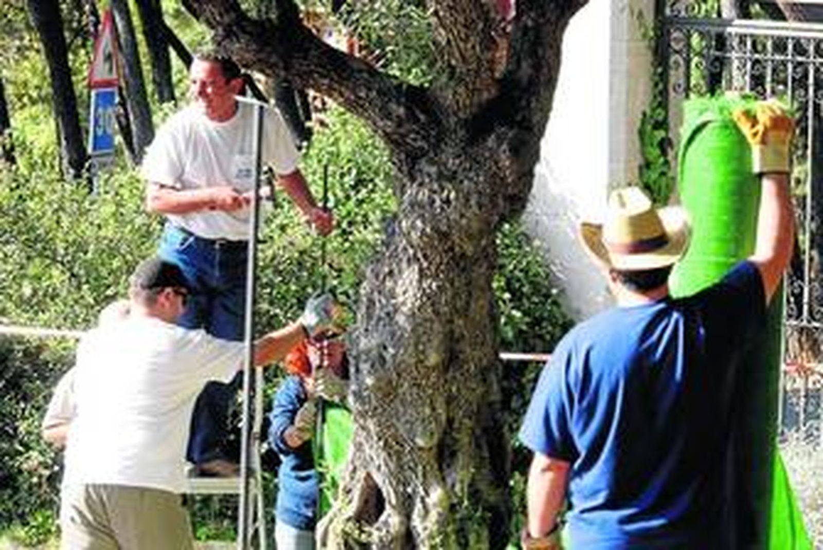 Voluntarios de la Asociación para la Recuperación de la Memoria Histórica (ARMH) de Granada protegen un área de 300 metros cuadrados.