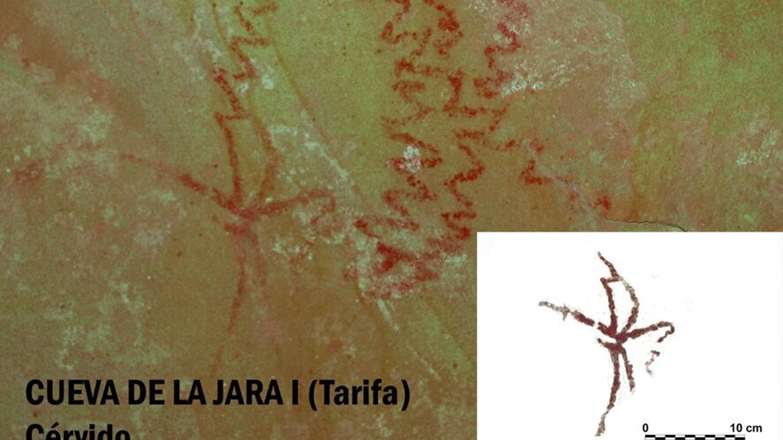 Cérvido de la cueva de la Horadada.