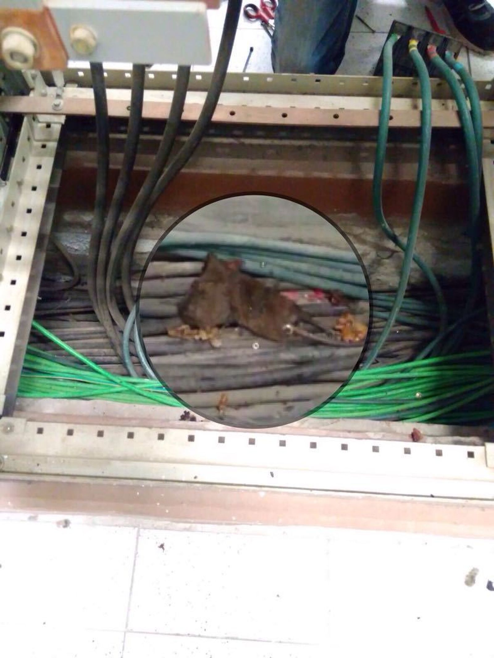 Ratas en el hospital