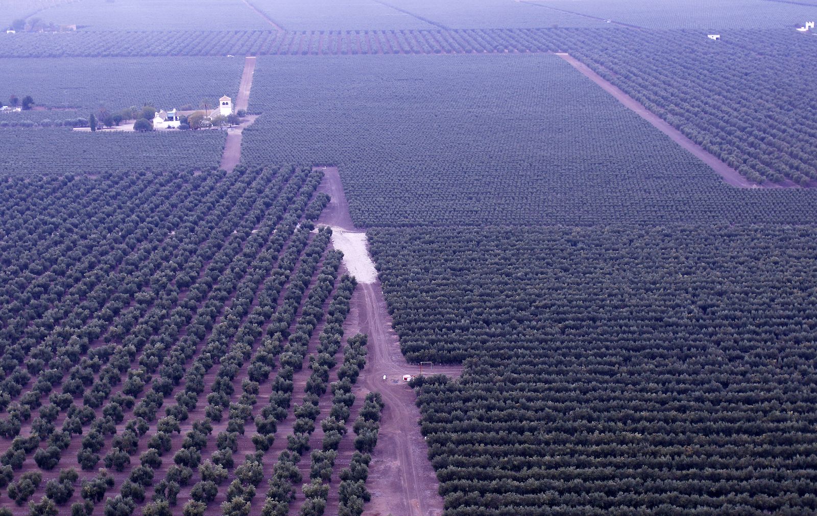 Reportaje sobre el aceite de oliva