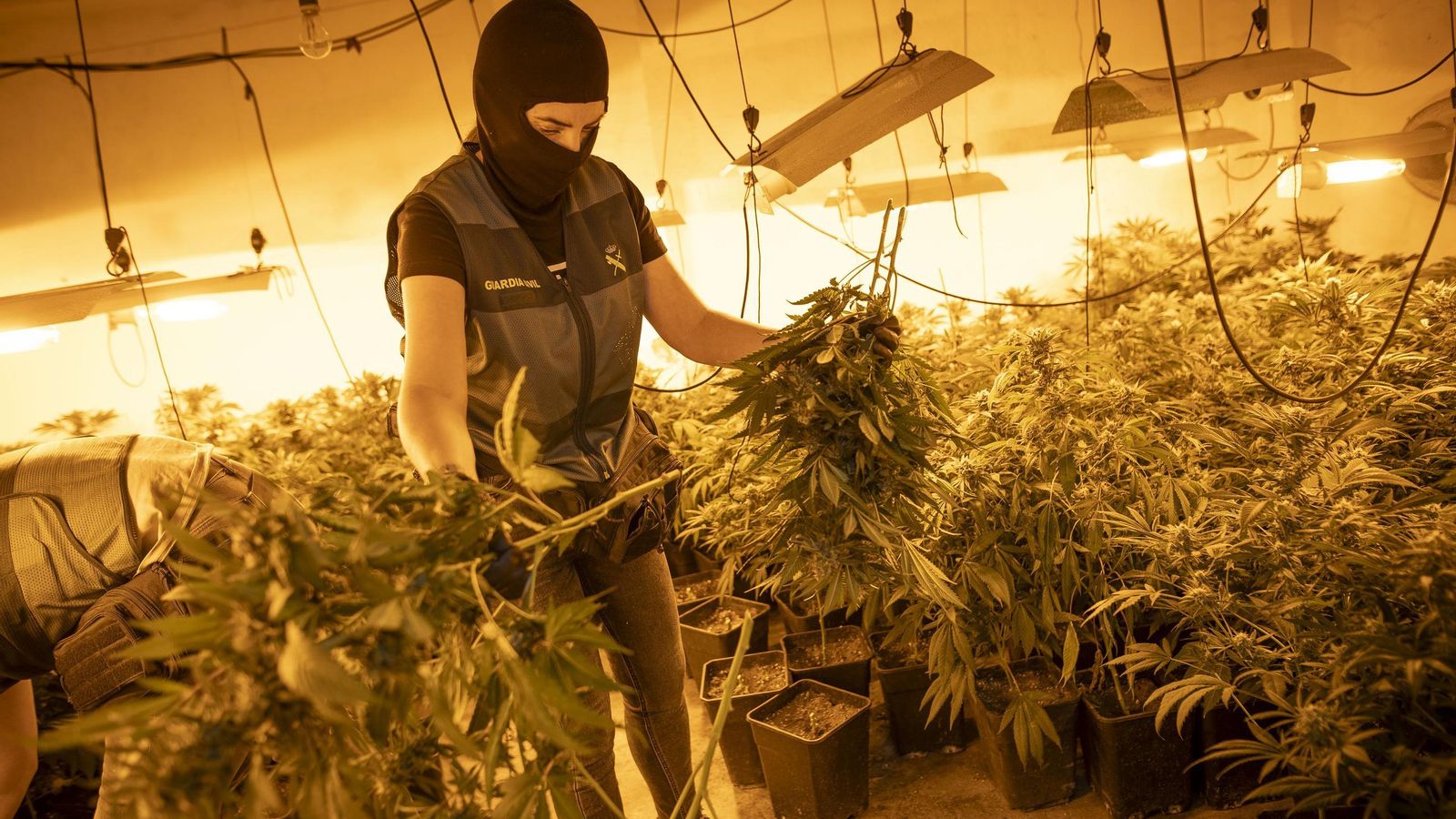 Un agente de la Guardia Civil corta plantas de marihuana del interior de una vivienda en Pinos Puente