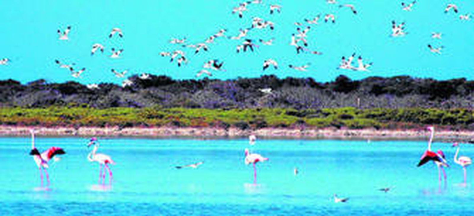 Punta Entinas-Sabinar ofrece un espectáculo natural con la llegada de los flamencos.