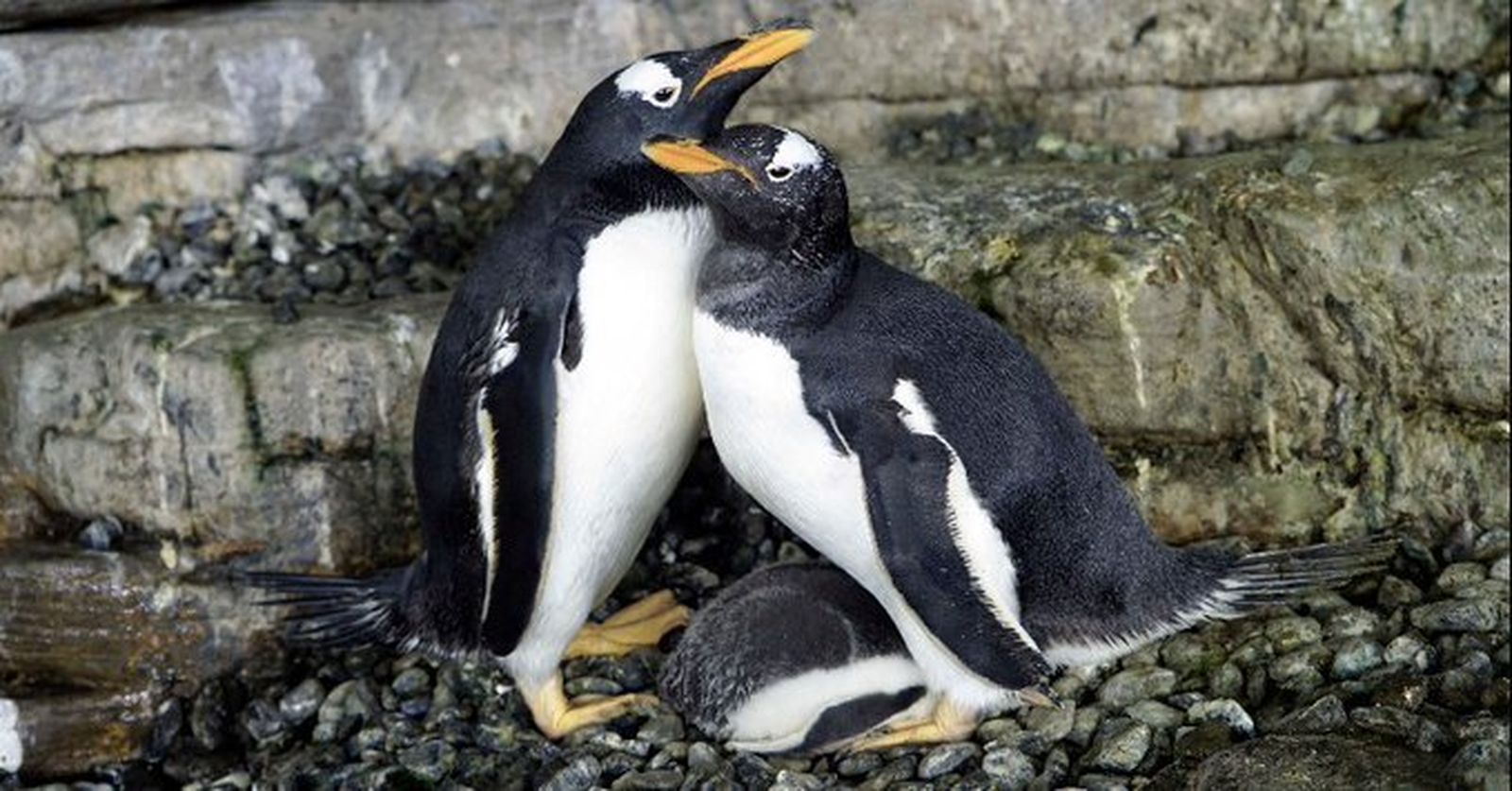 Las dos pingüinos hembras con su cría