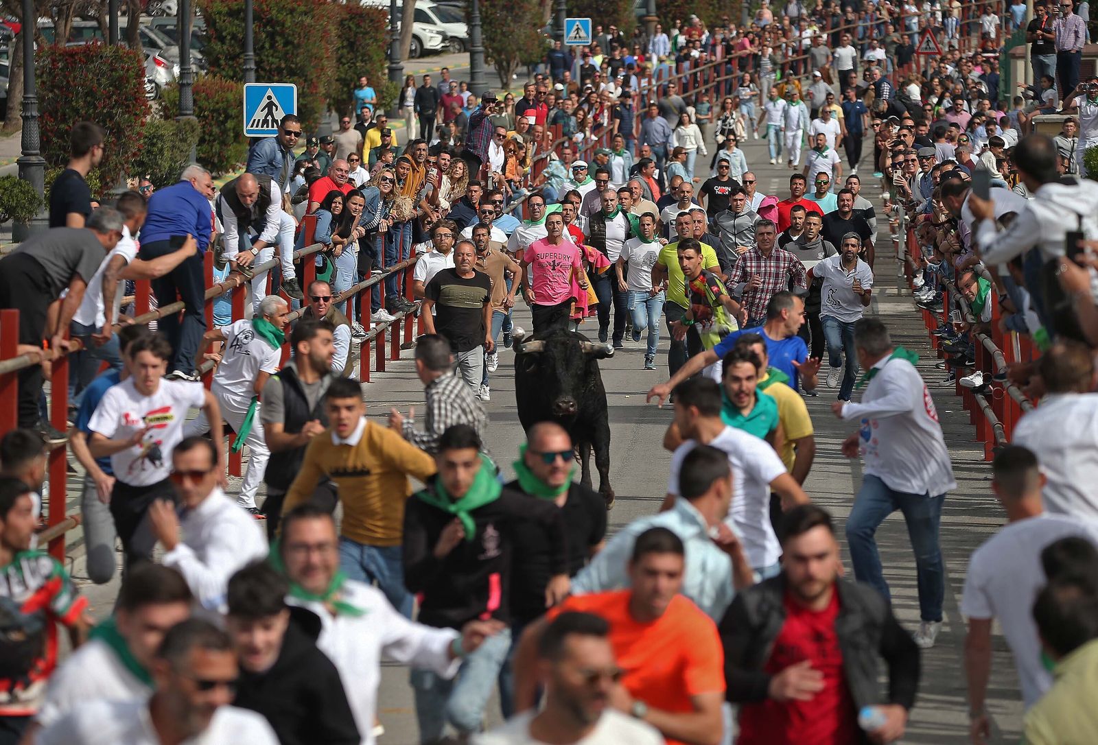 Fotos del Toro Embolao en Los Barrios