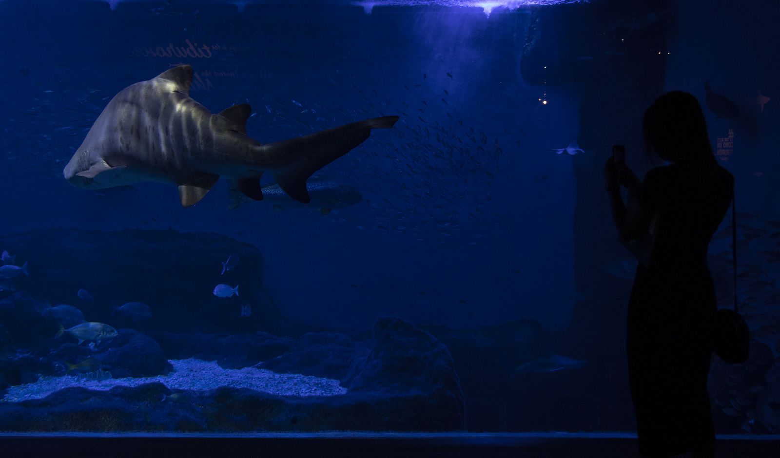 La reapertura del acuario de Sevilla, en imágenes