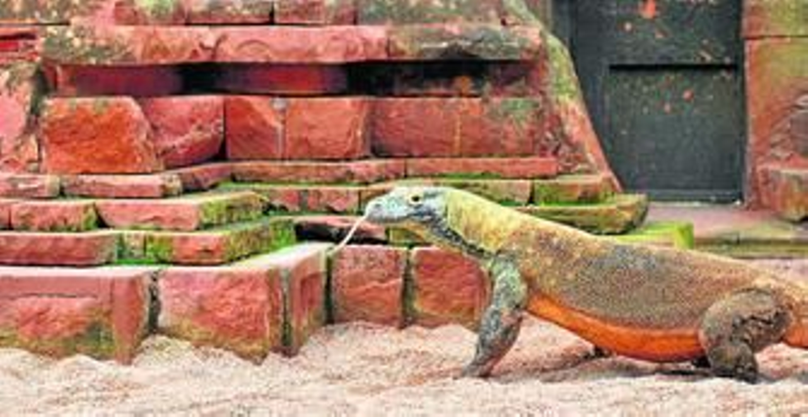 Uno de los ejemplares de dragón de Komodo en el Bioparc de Fuengirola.