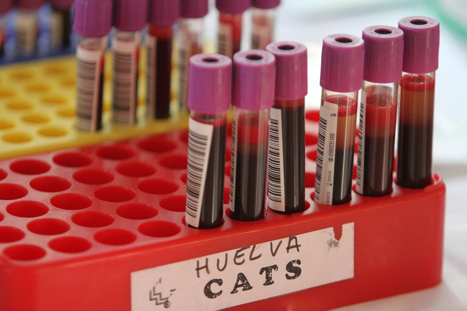 Macrocolecta de sangre en la Casa Colón