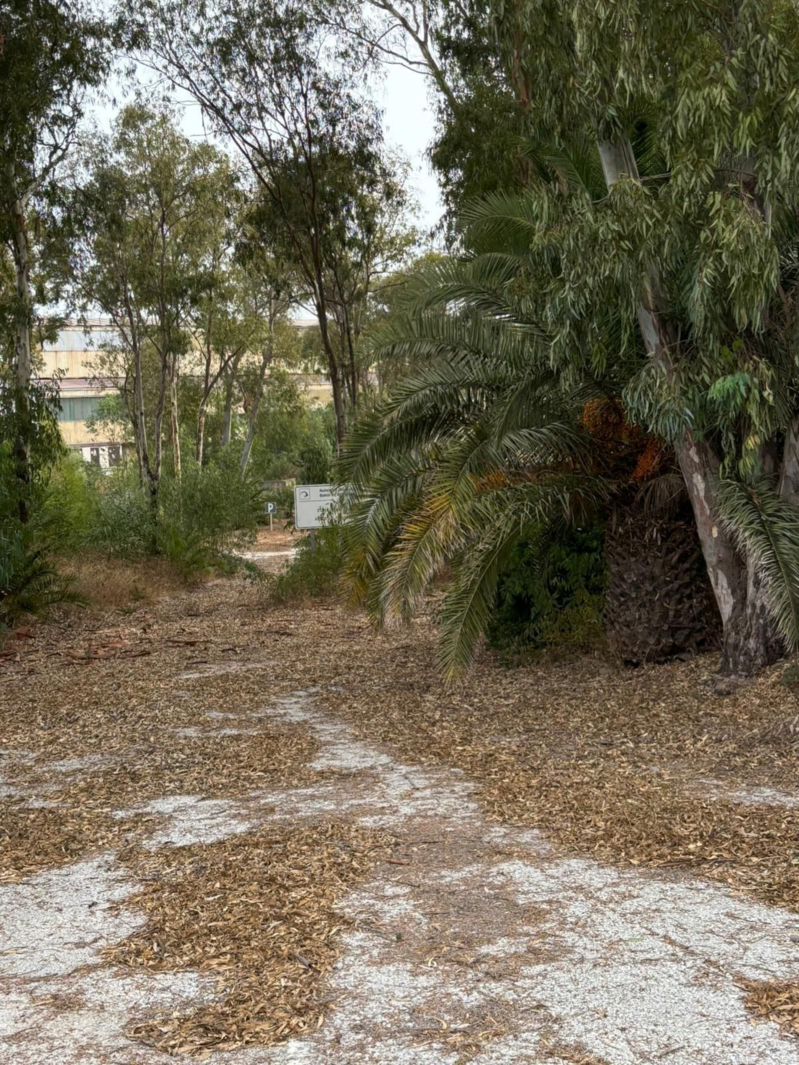 Zona de eucaliptos en Campamento.