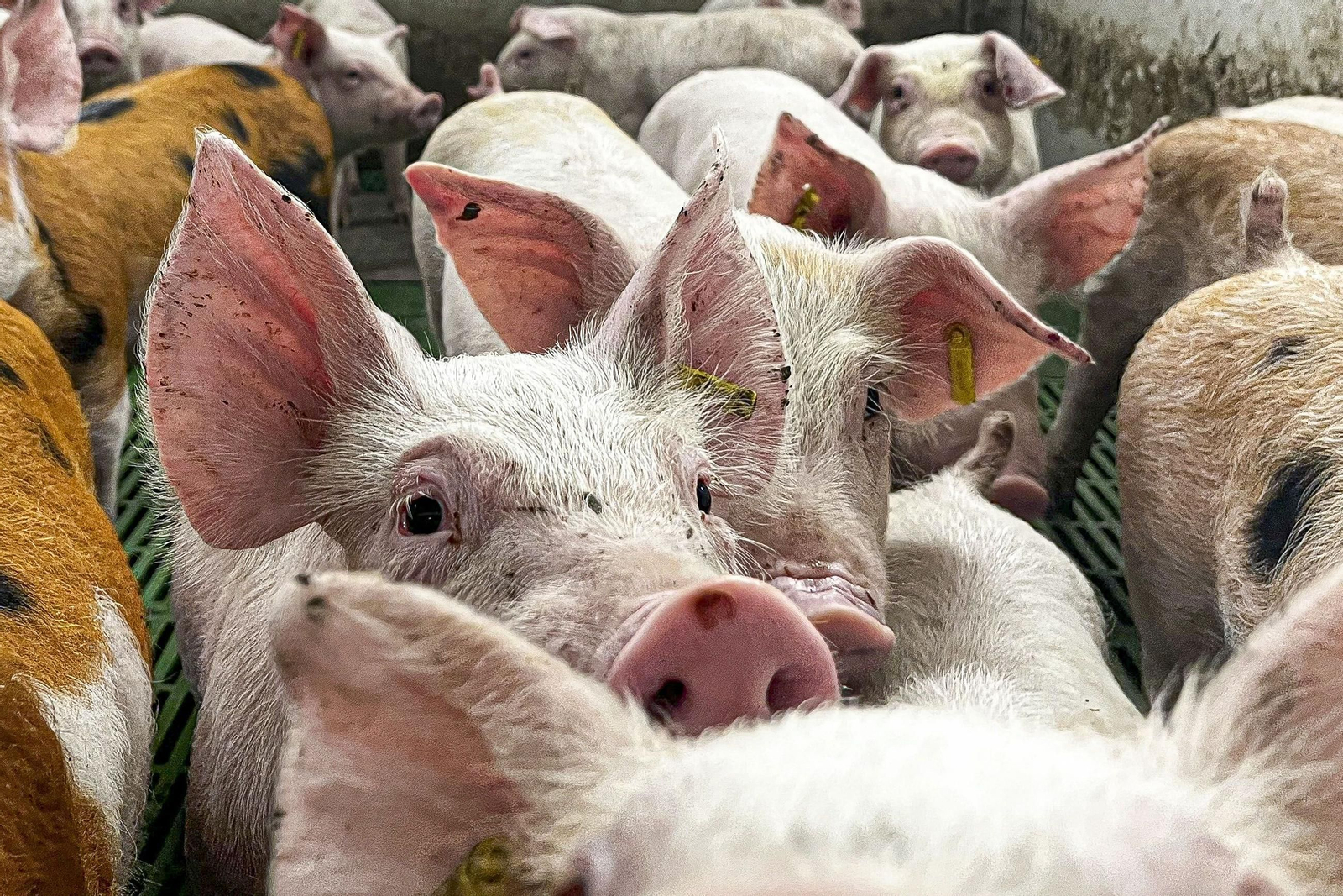 Explotación porcina en una imagen de archivo.