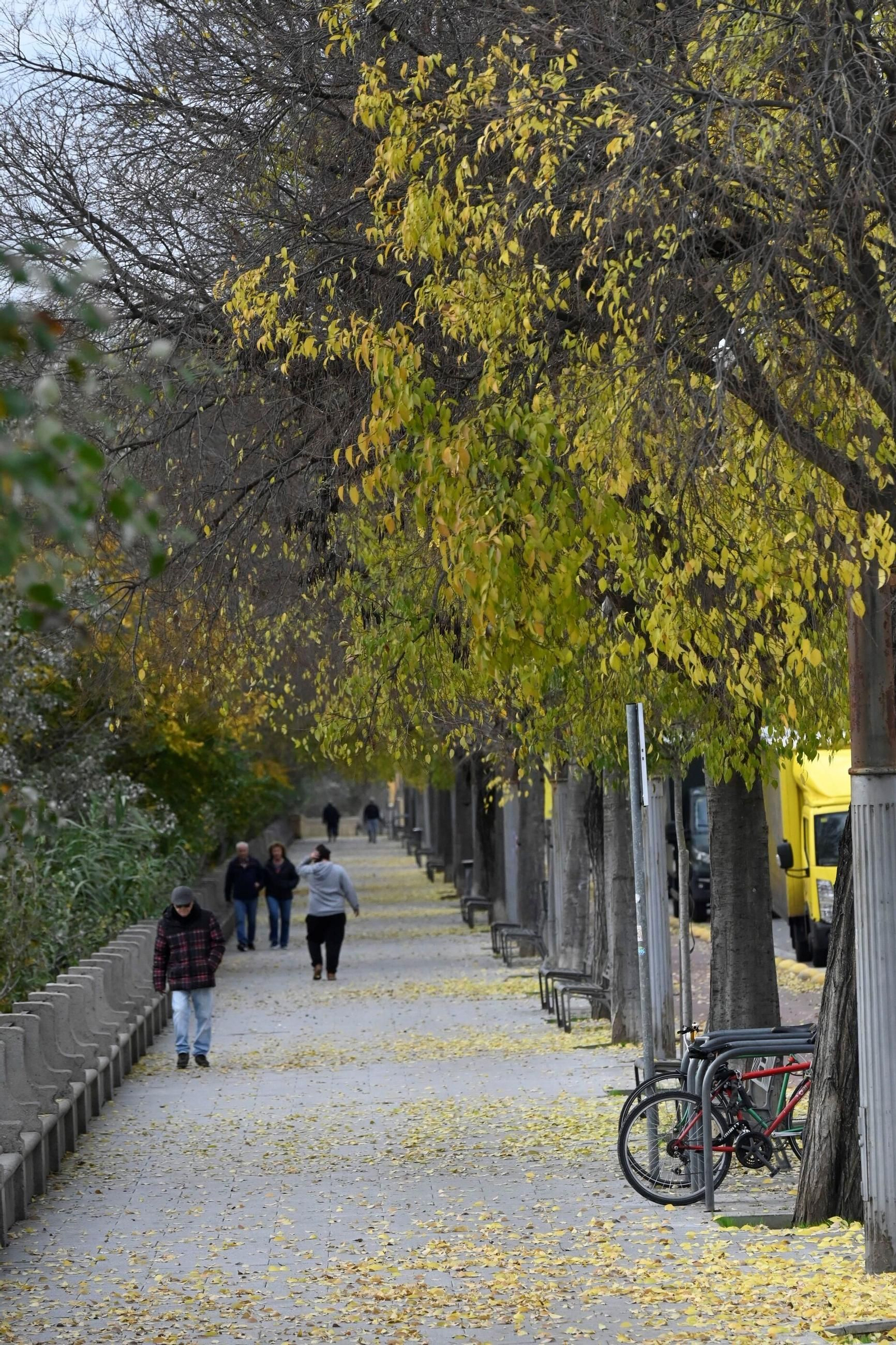 Otoño hojas caídas árboles córdoba