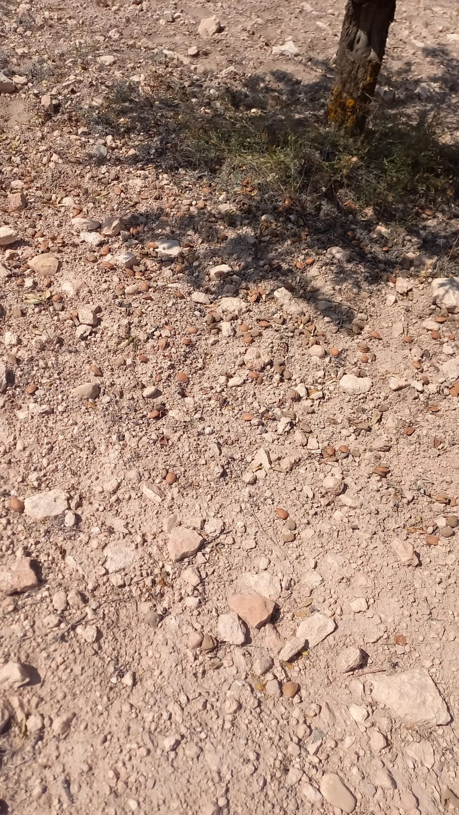 Suelo con centenares del almendras caídas en la finca de Francisco Díaz.