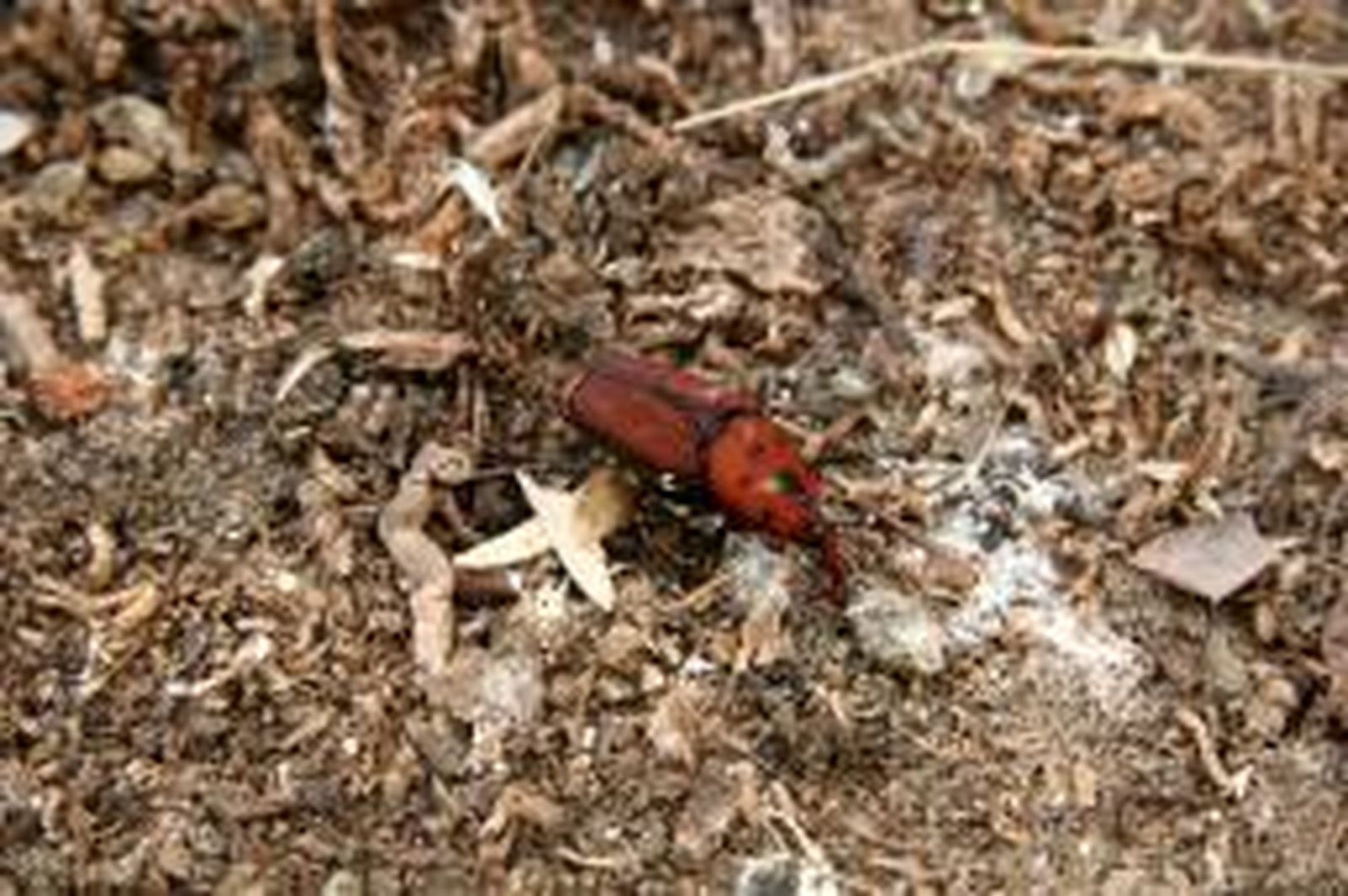 Imagen de un Picudo rojo