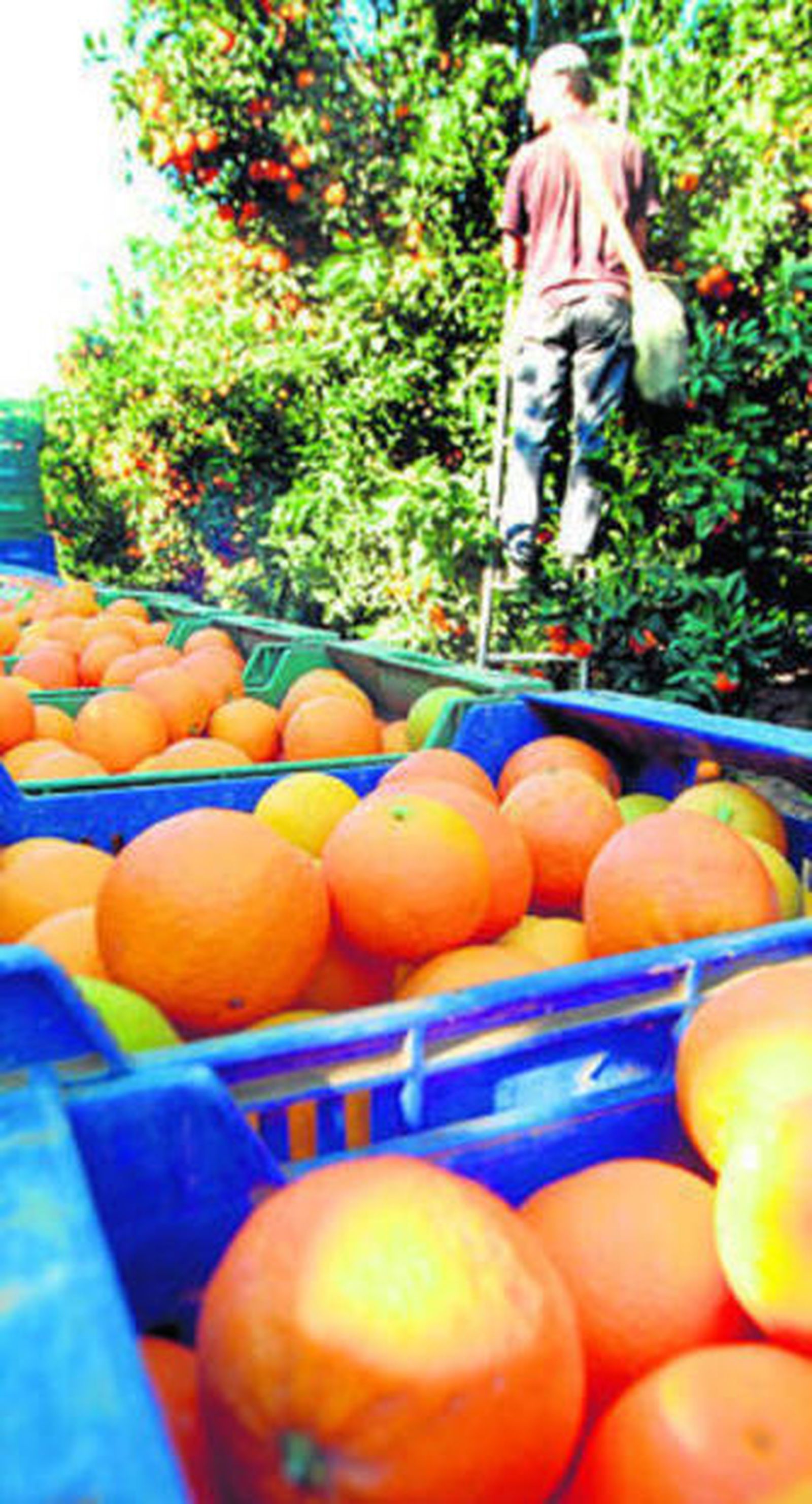 La exportación de cítricos se dirige a Centroeuropa.