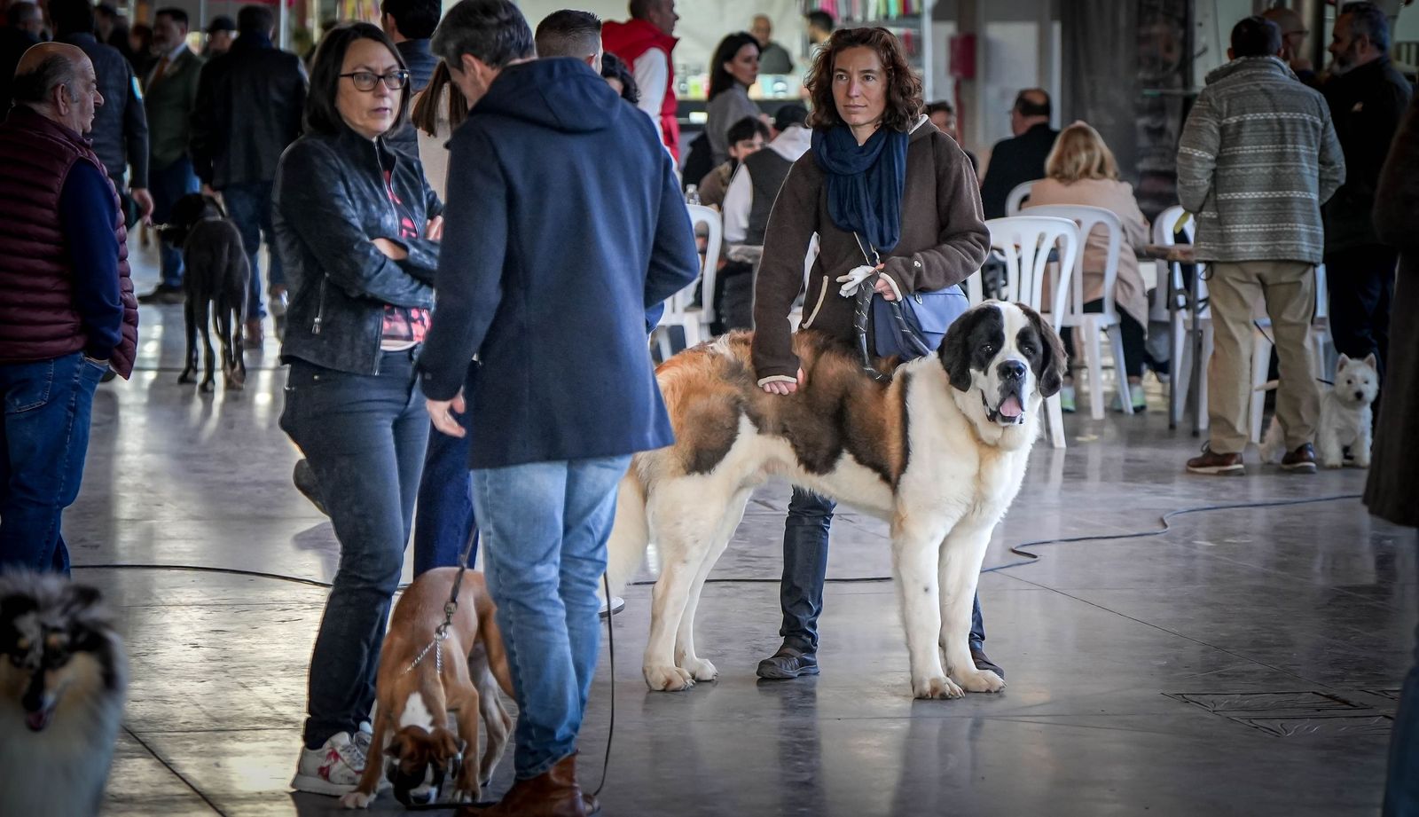 Espectacular exposición canina en Ifeca Jerez, en imágenes