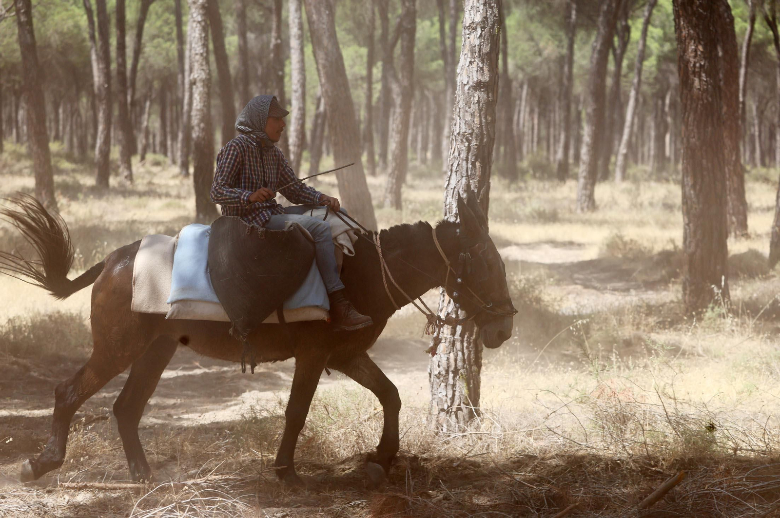 Las mejores imágenes de la Saca de las Yeguas 2025