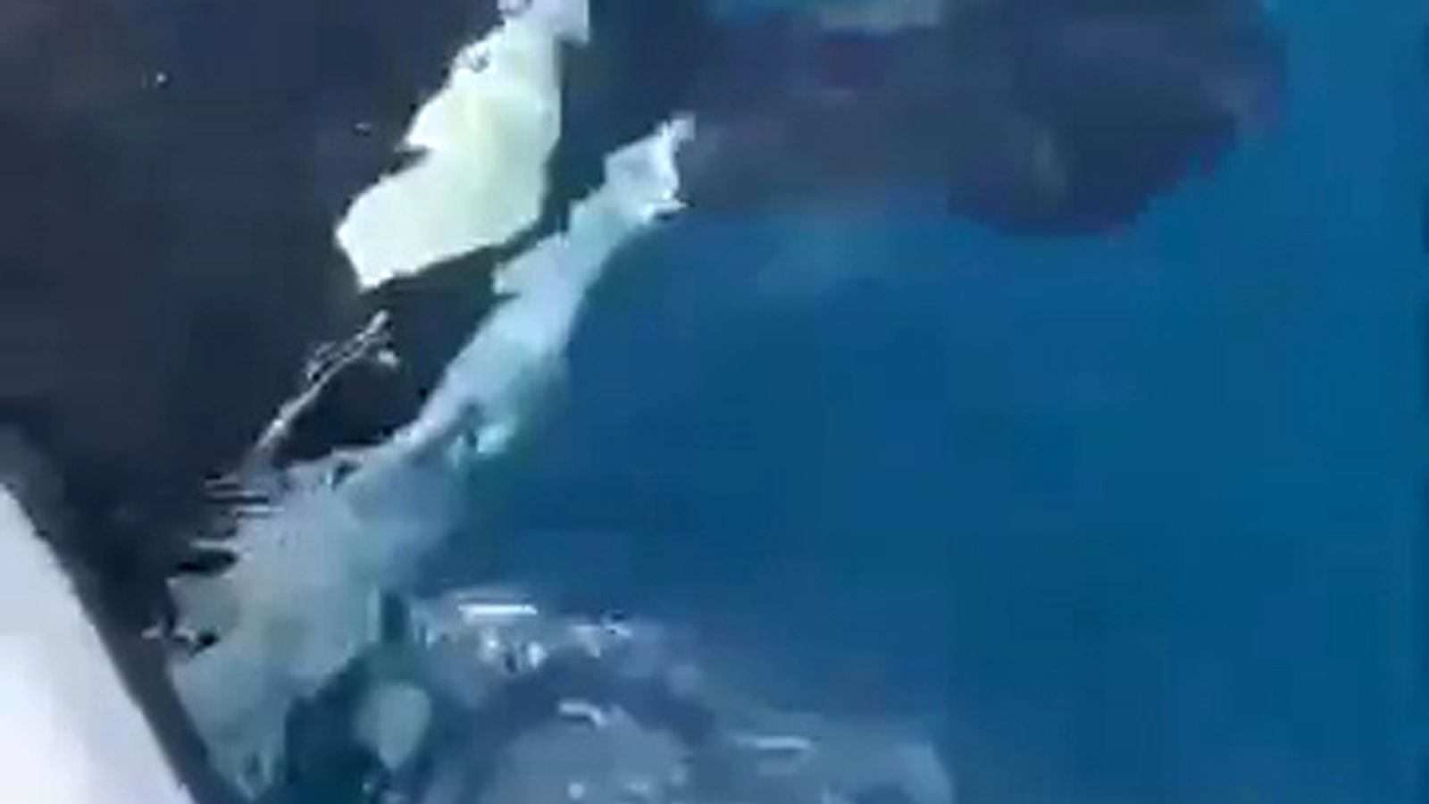 Ejemplar de orca interactuando con un velero este verano en la costa onubense