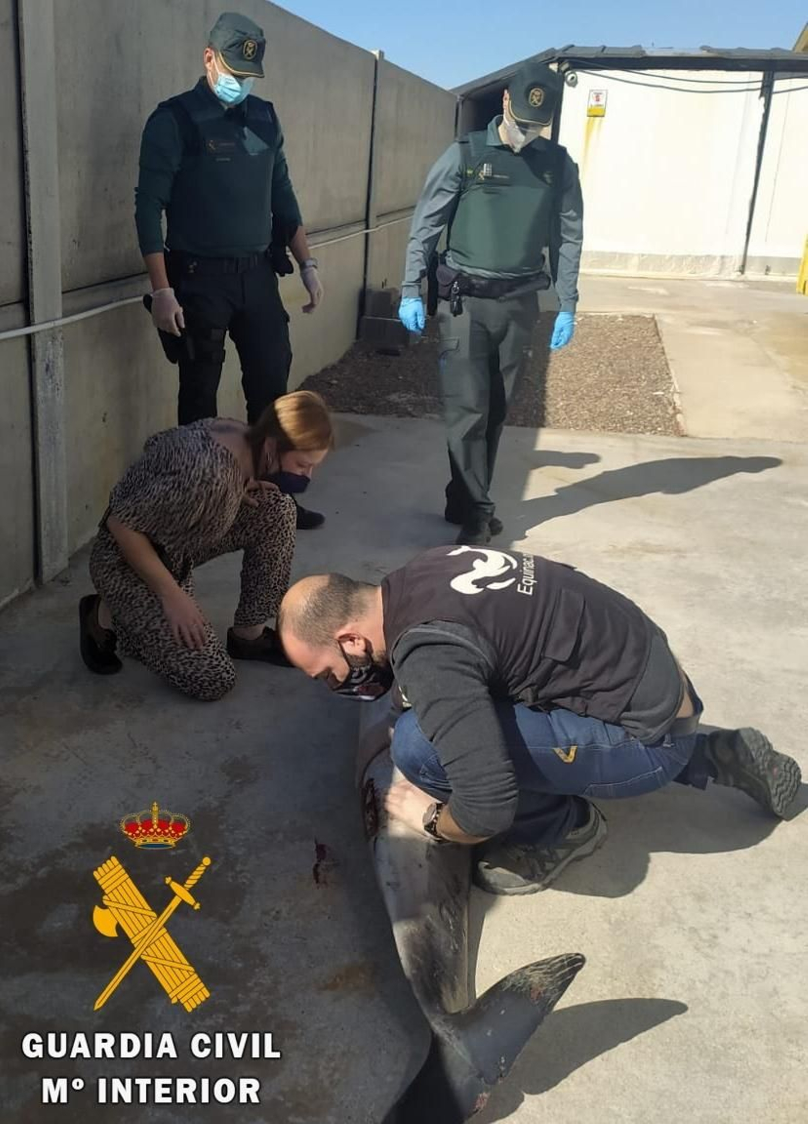 La Guardia Civil presta seguridad y apoyo en el varamiento de un delfín listado a los técnicos de Equinac