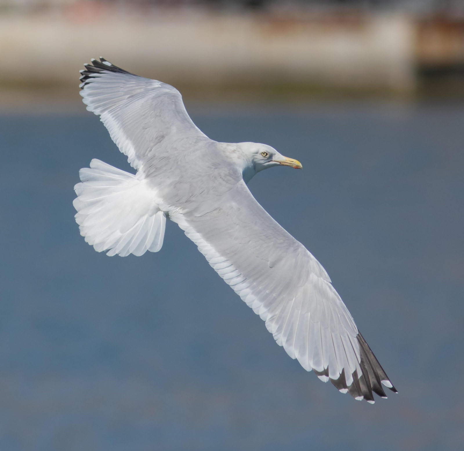 La gaviota americana en vuelo mostrando sus características tonalidades pálidas en el plumaje.