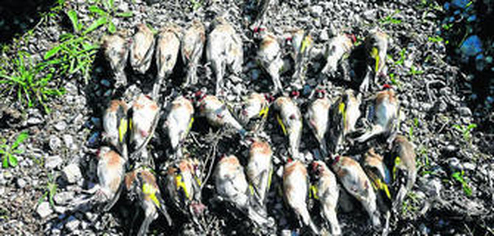 Pájaros cazados con lazo en la comarca.