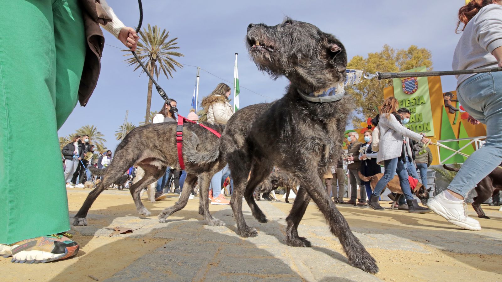 Imágenes de la 'Fiesta de San Antón 2022'