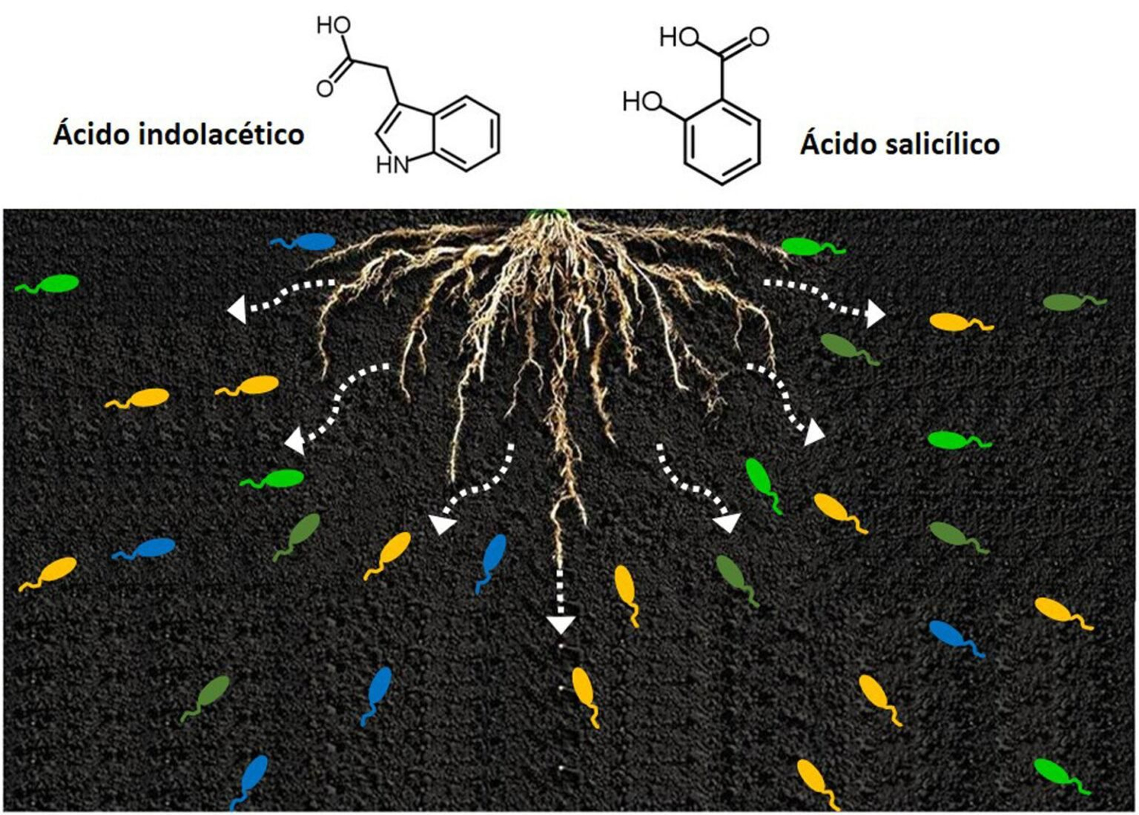 La secreción de compuestos por las raíces atrae a las bacterias del suelo para favorecer la colonización de las plantas..