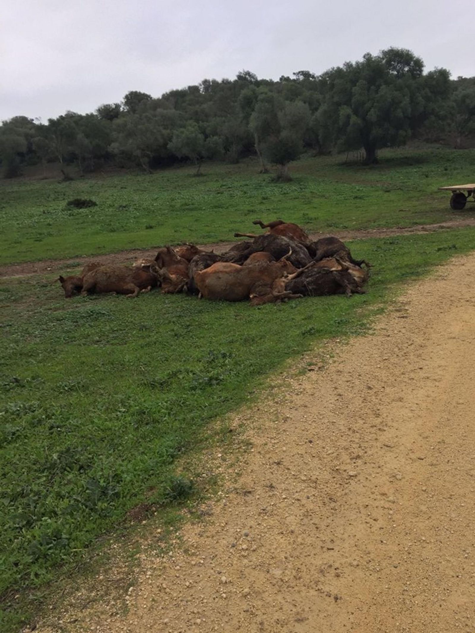 Aparecen decenas de reses ahogadas en Vejer