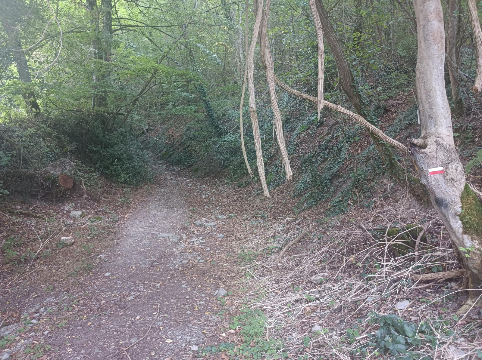 Primera subida. Las señales estarán en troncos de árboles o en piedras.