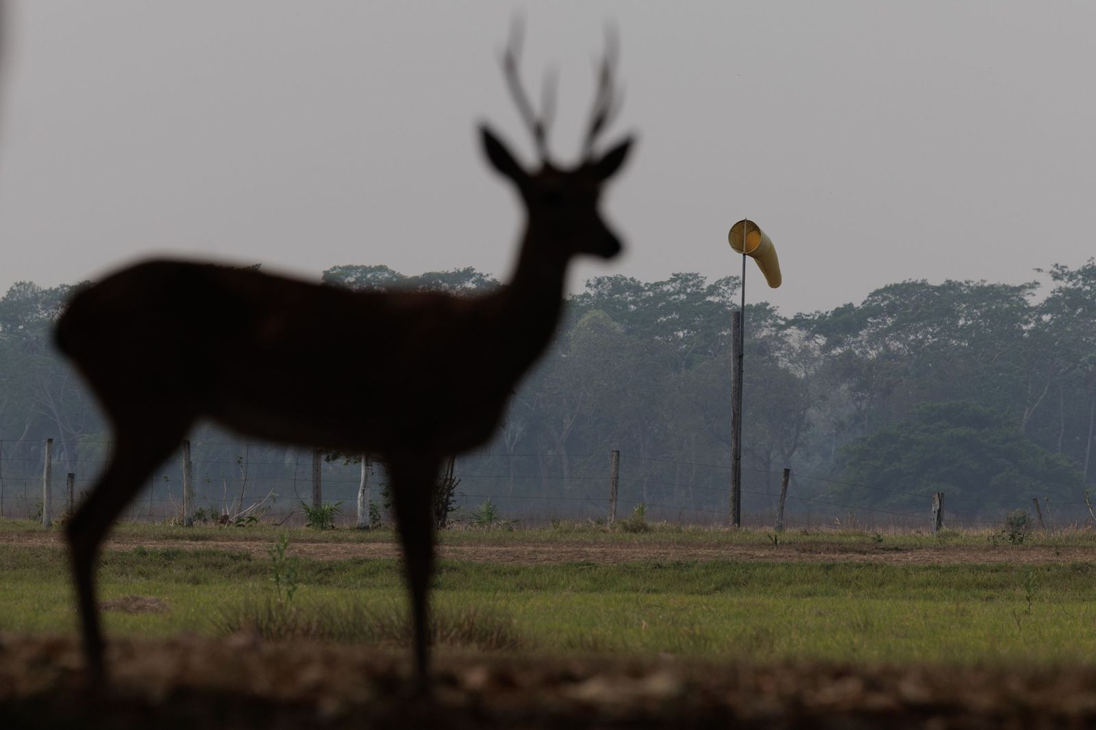 Las llamas convierten en una tumba al aire libre El Pantanal en Brasil