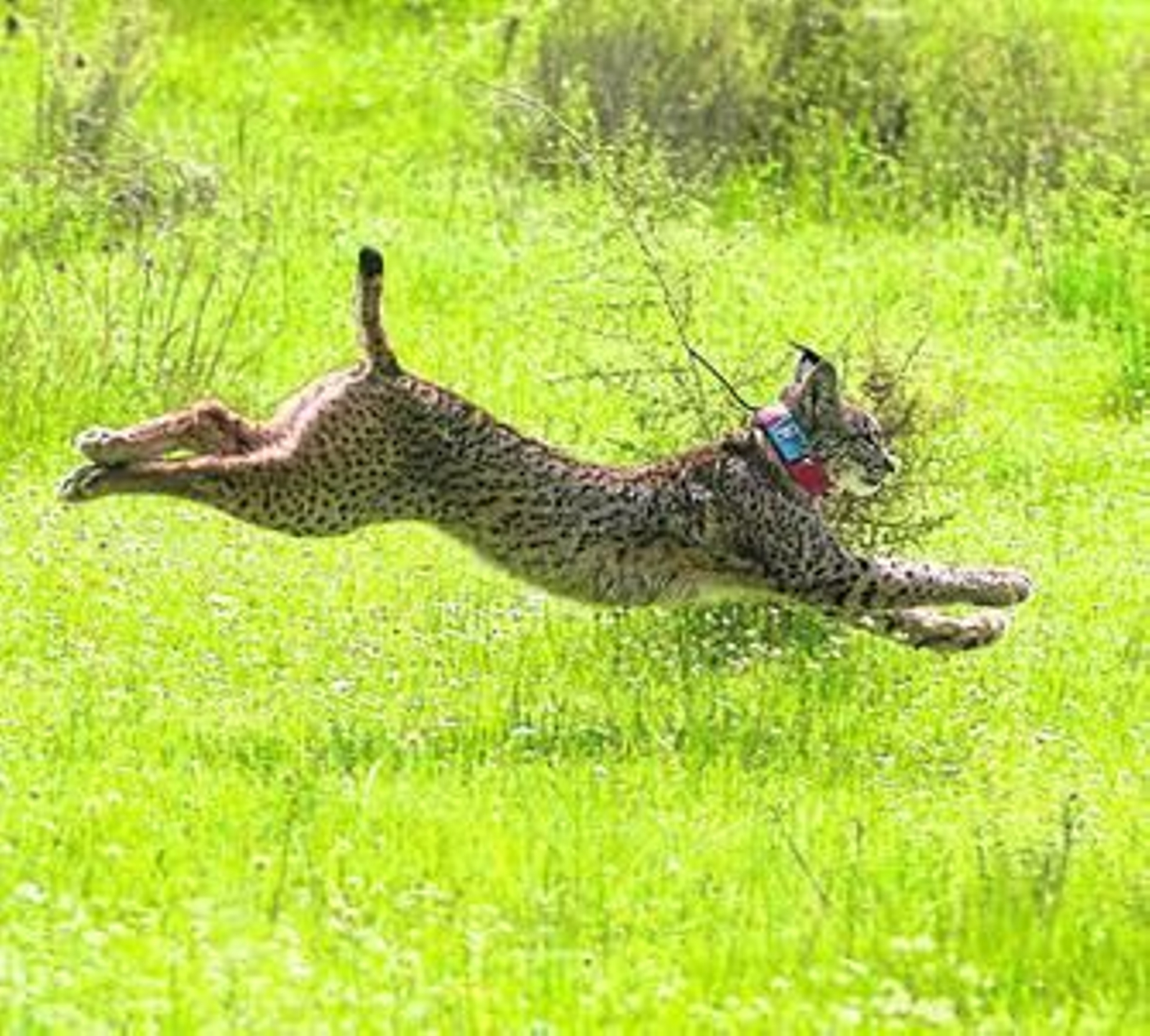 Momento de la suelta de 'Lenteja', ayer en Adamuz (Córdoba).