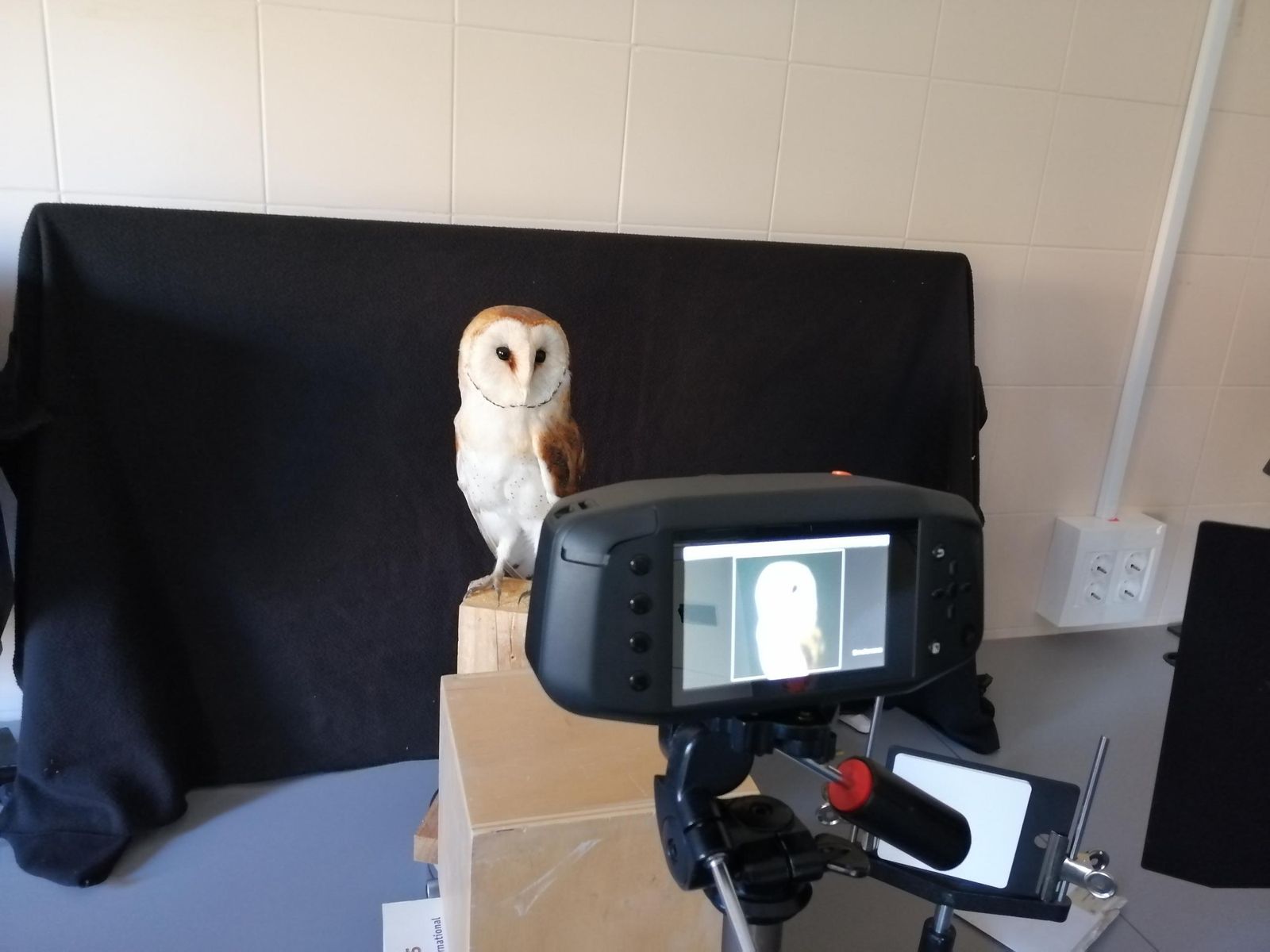 Estudio de camuflaje de lechuzas