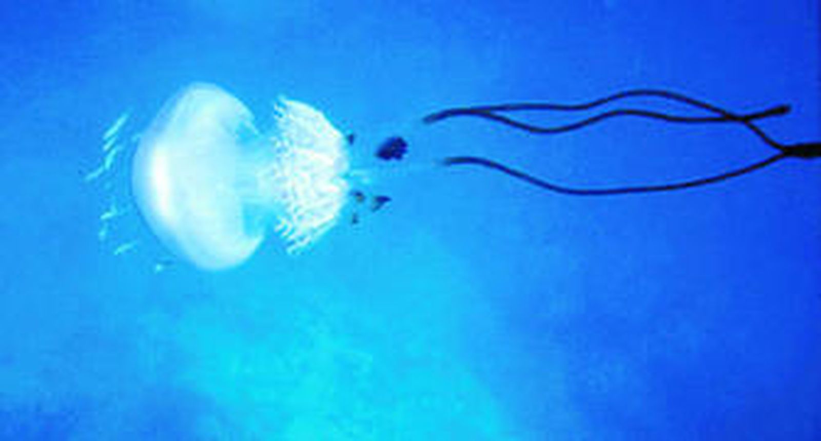 Fotografía facilitada por el IEO de una de estas medusas.