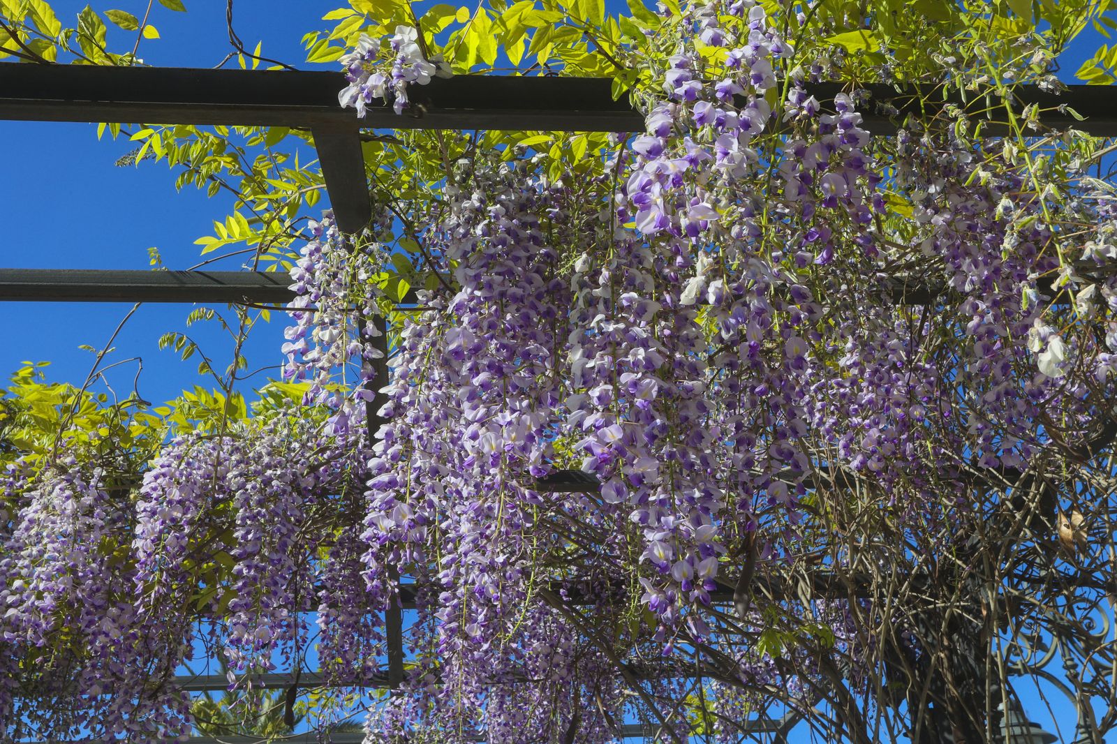 Primavera en Sevilla