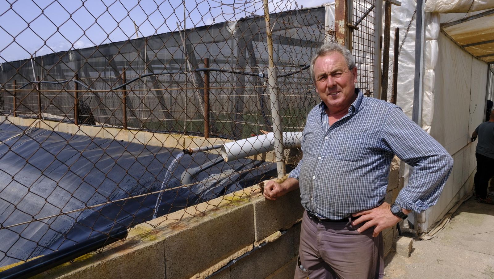 Imágenes de las primeras sandías que salen de Almería esta campaña