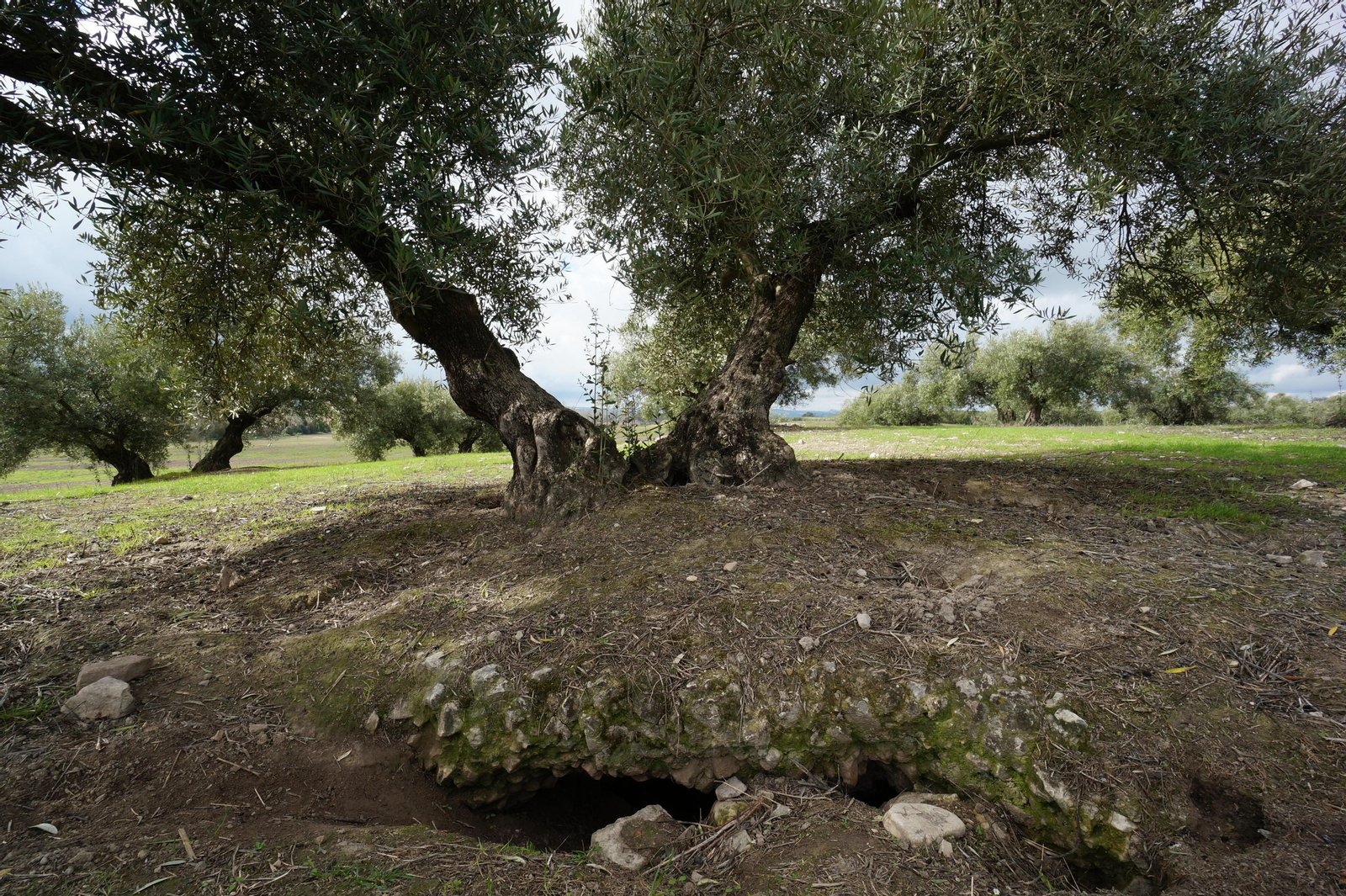 Los silos romanos del Carchena en Castro del Río, en fotografías