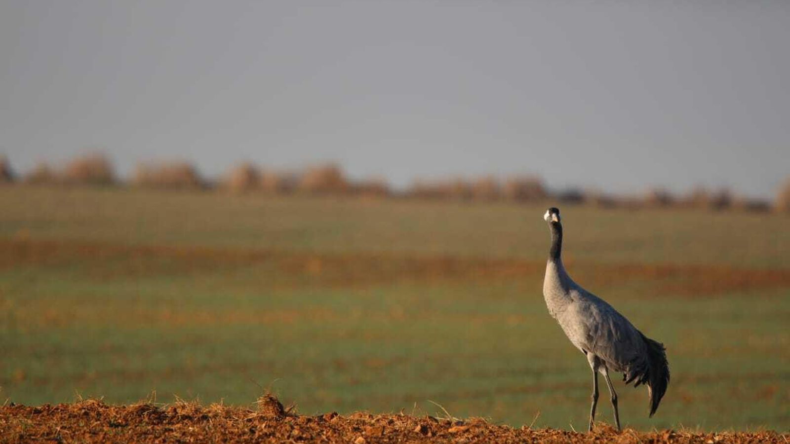 Un ejemplar de 'Grus grus', en un cultivo.