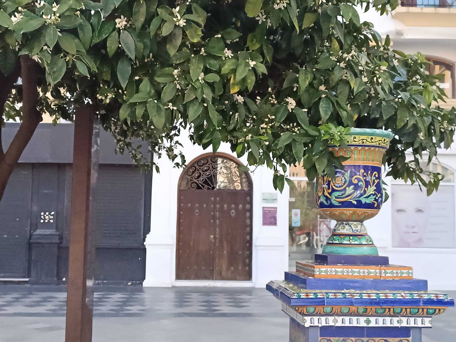 El azahar florece en Algeciras