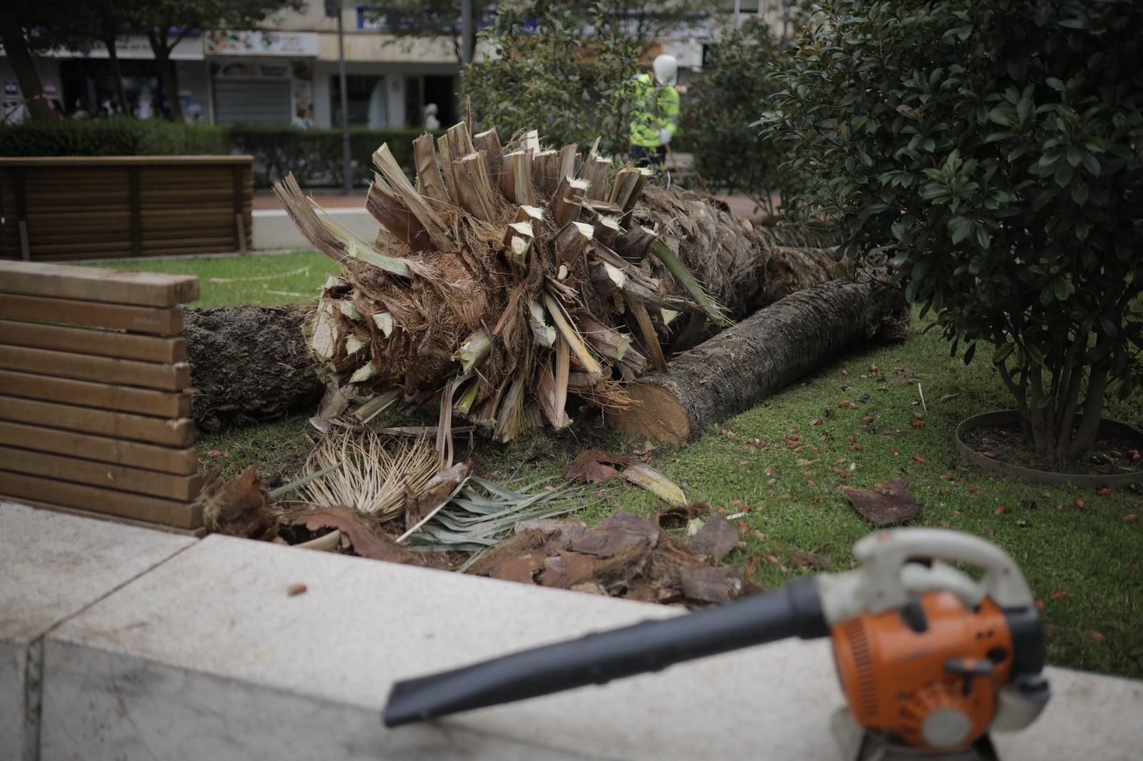 Susto en Huelva: las imágenes de la palmera derribada por el viento en El Punto