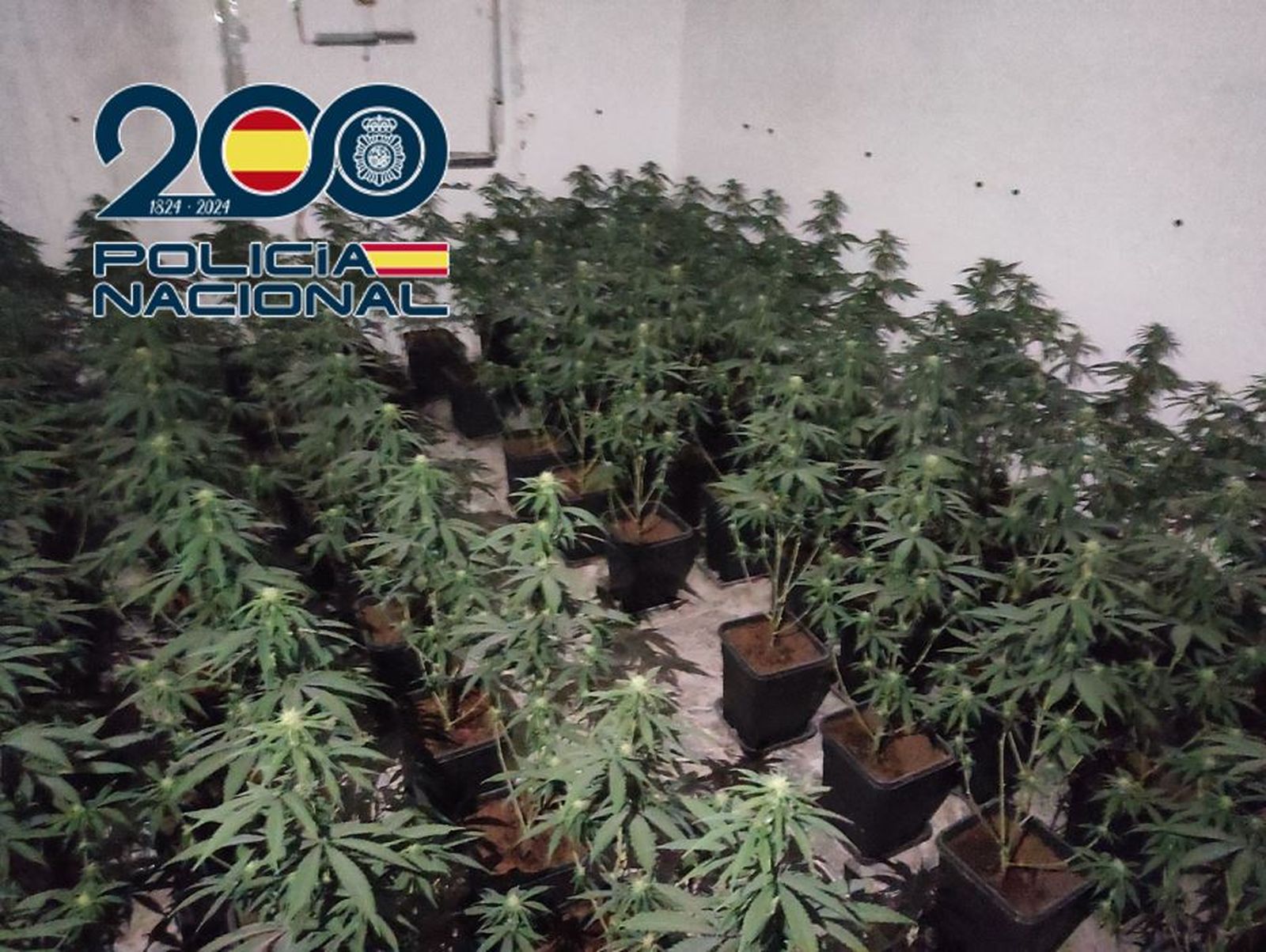 Imagen de la plantación de marihuana desmantelada