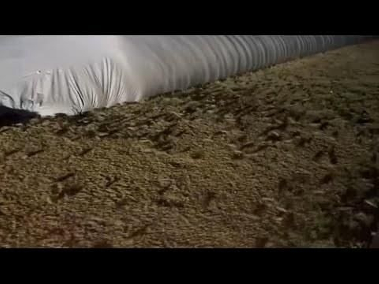 Los ratones invaden Australia: esta plaga está atacando a muchos pueblos del país