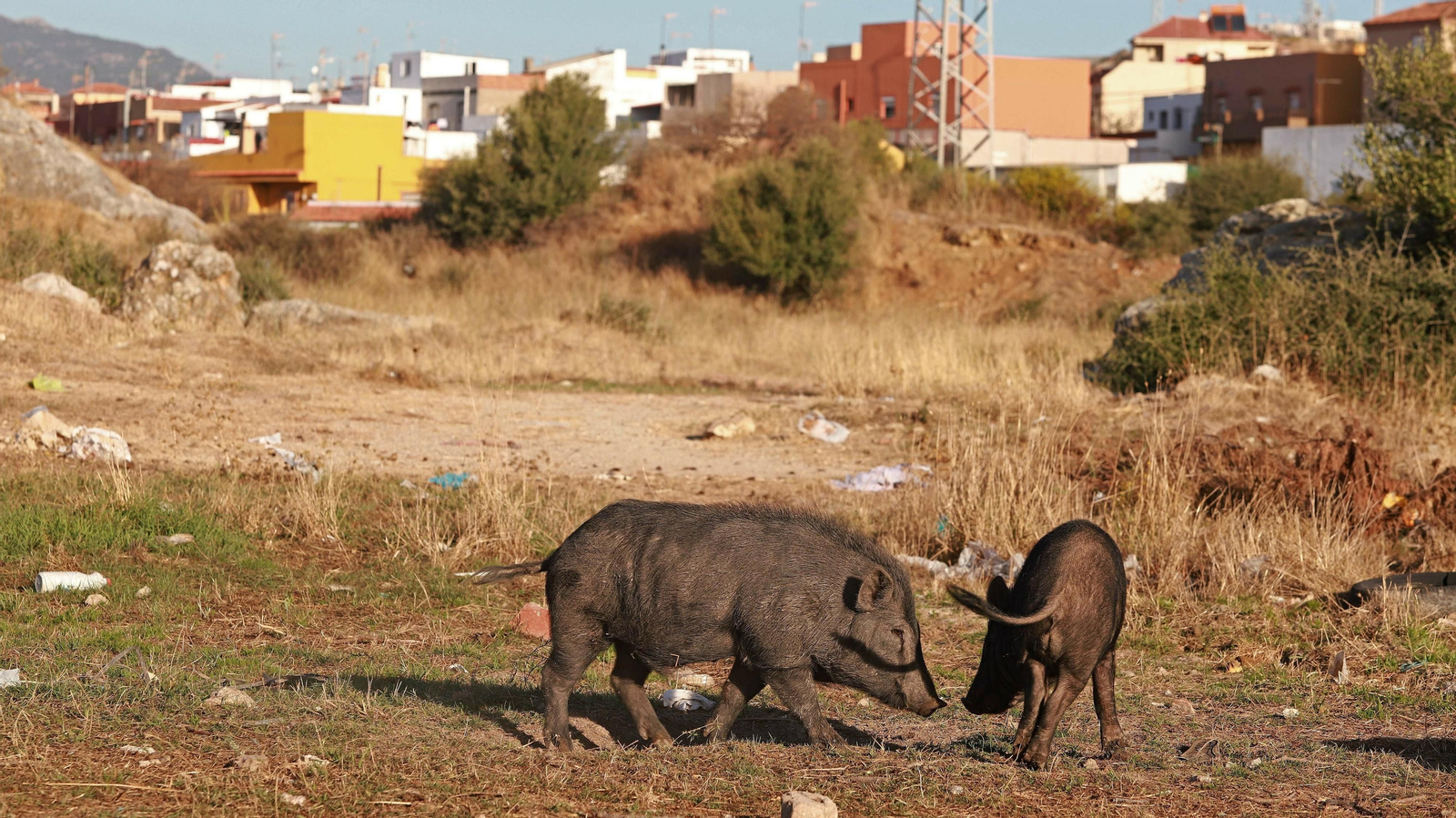 Cerdos vietnamitas en la barriada de Los Pastores