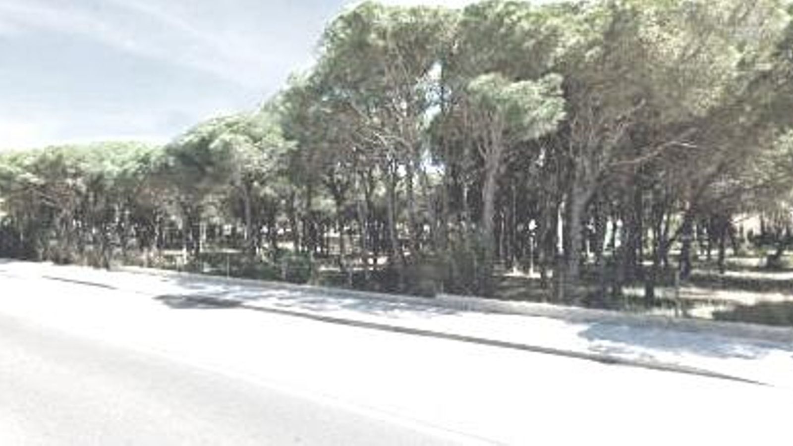 El aparcamiento previsto estaría situado en un pinar.