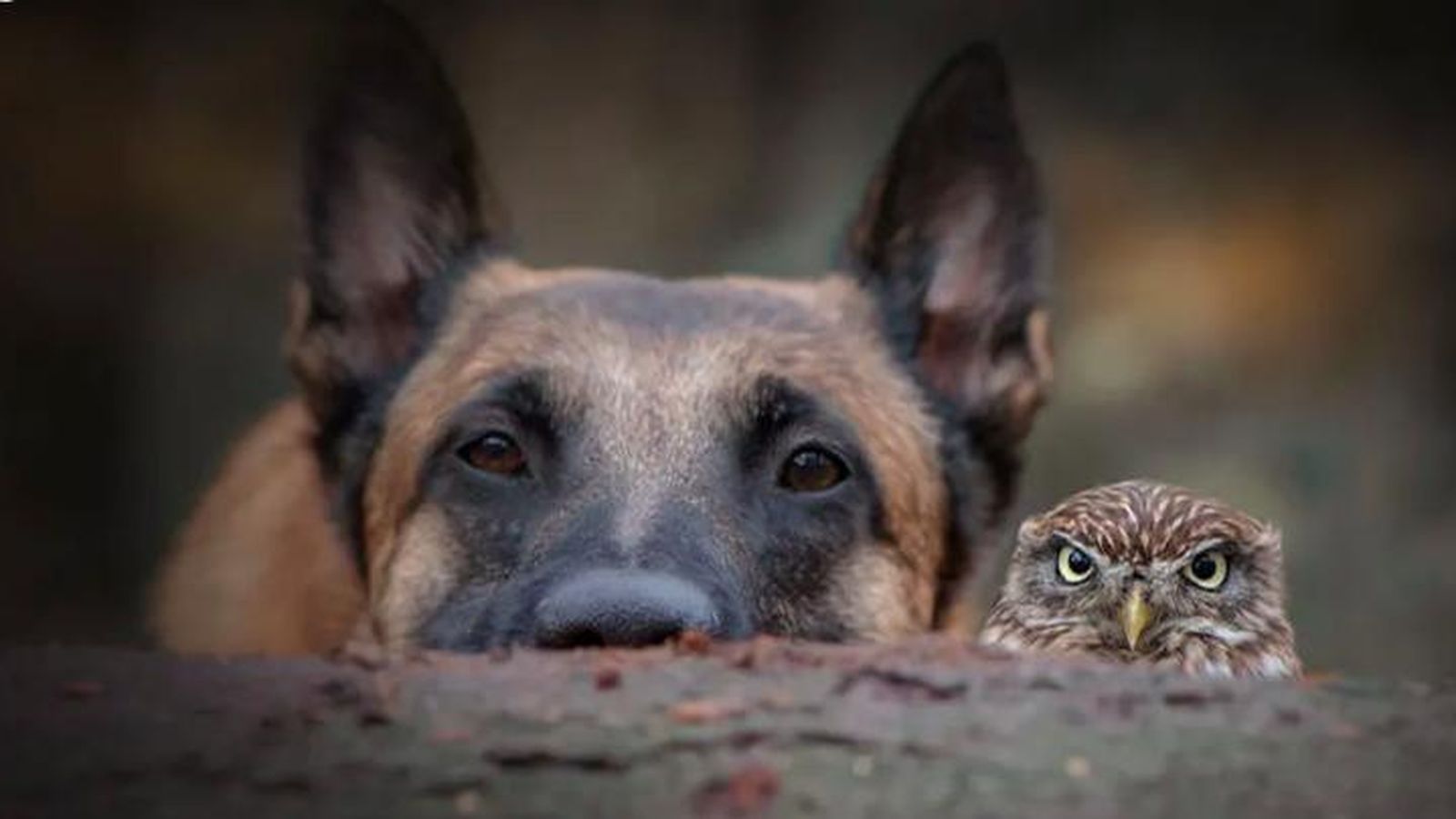 Sesión fotográfica de Ingo y los búhos