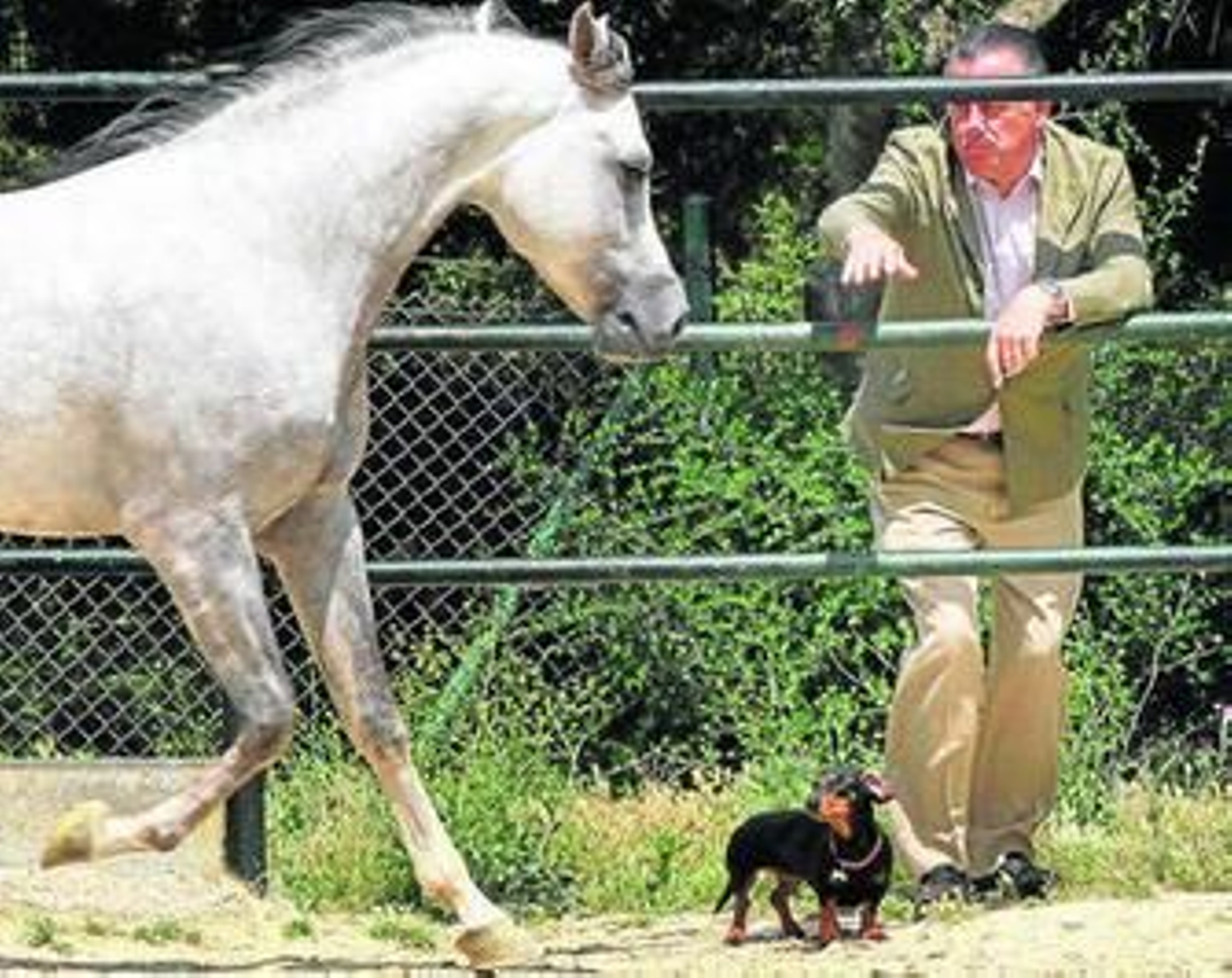 Domecq observa las evoluciones de su caballo acompañado de su perrita.
