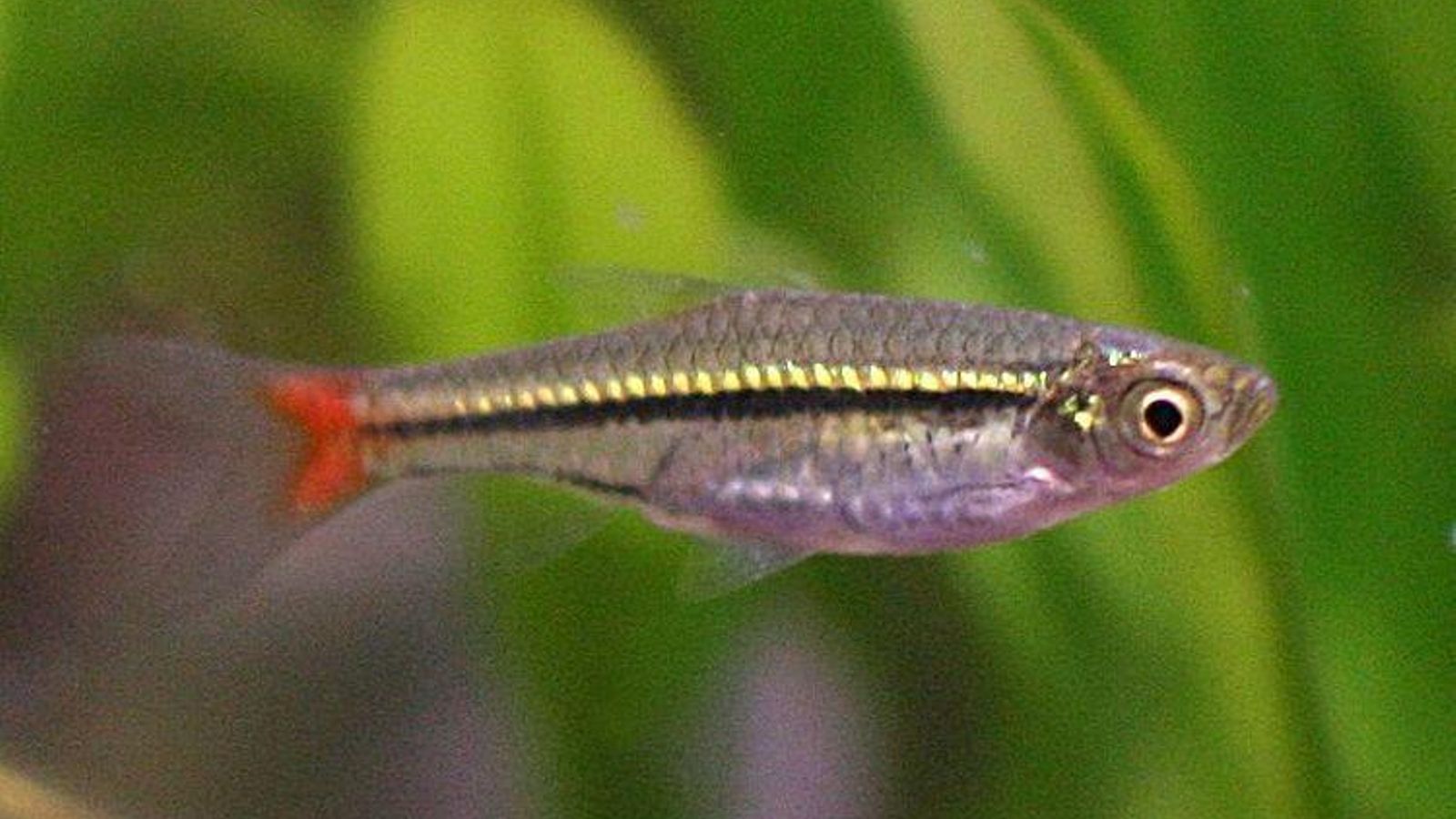rasbora