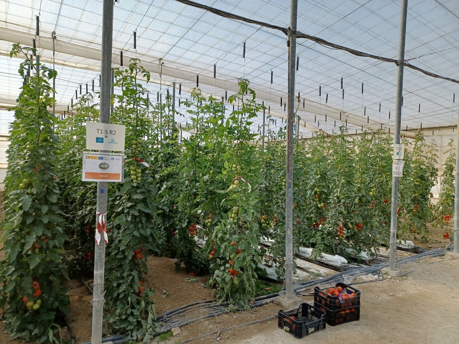 AonChip, Parque Científico-Tecnológico de Almería (PITA), junto a la Universidad de Almería y Smart City Cluster inician el proyecto de investigación industrial AgroTwin